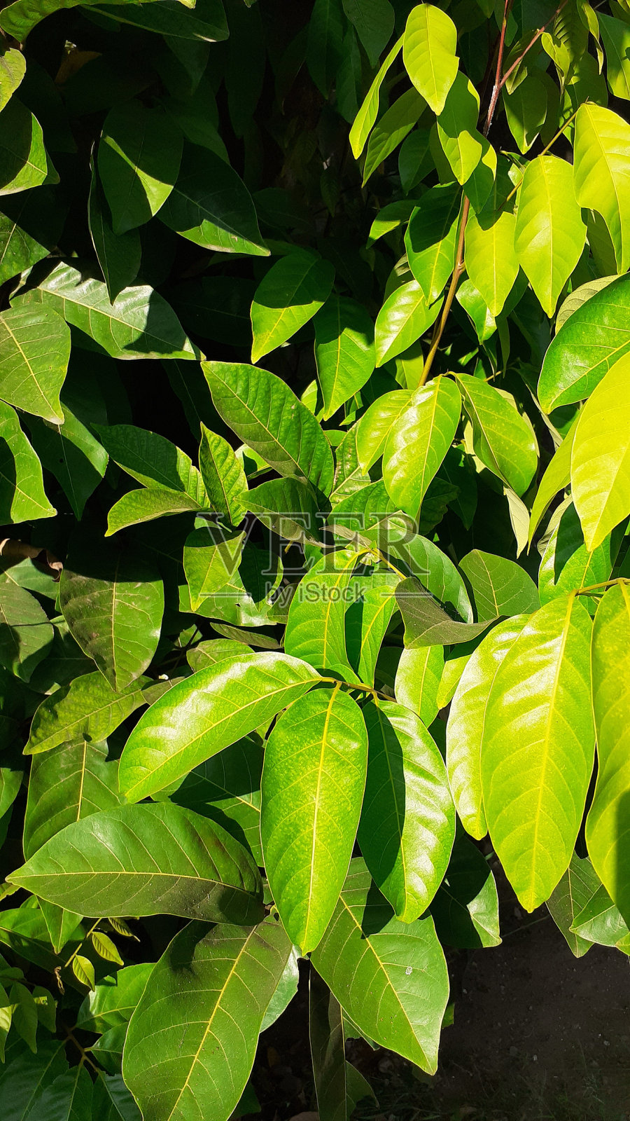 院子里的绿叶照片摄影图片