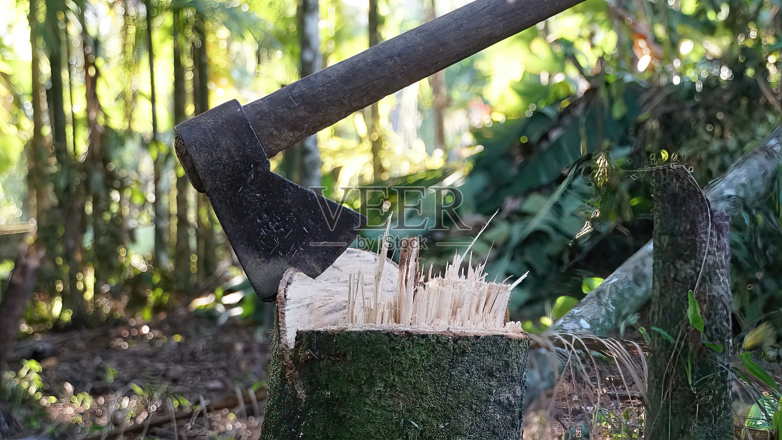 树切割照片摄影图片
