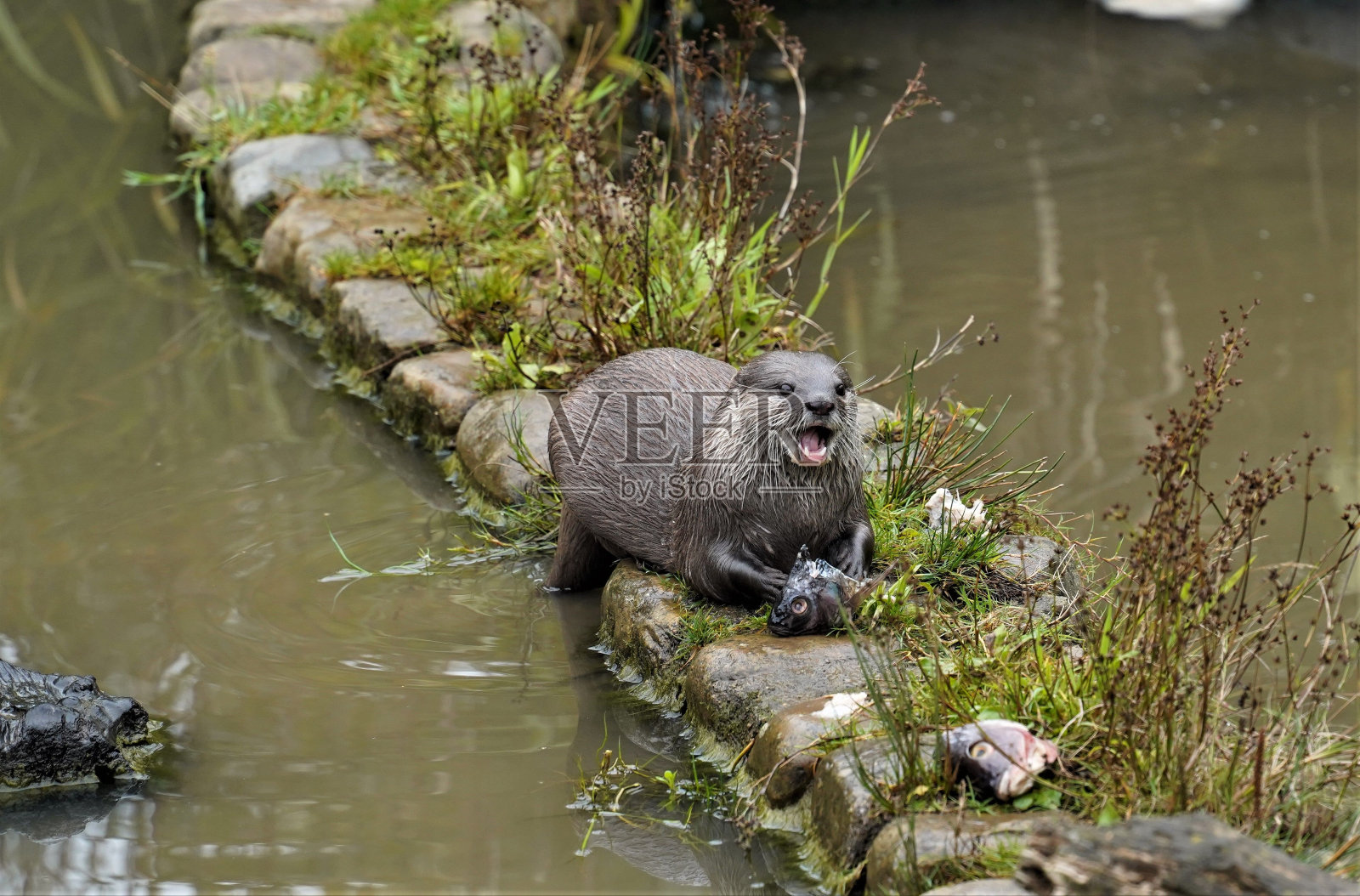 可爱的水獭(Lutrinae)在池塘的岩石上吃鱼在动物园照片摄影图片