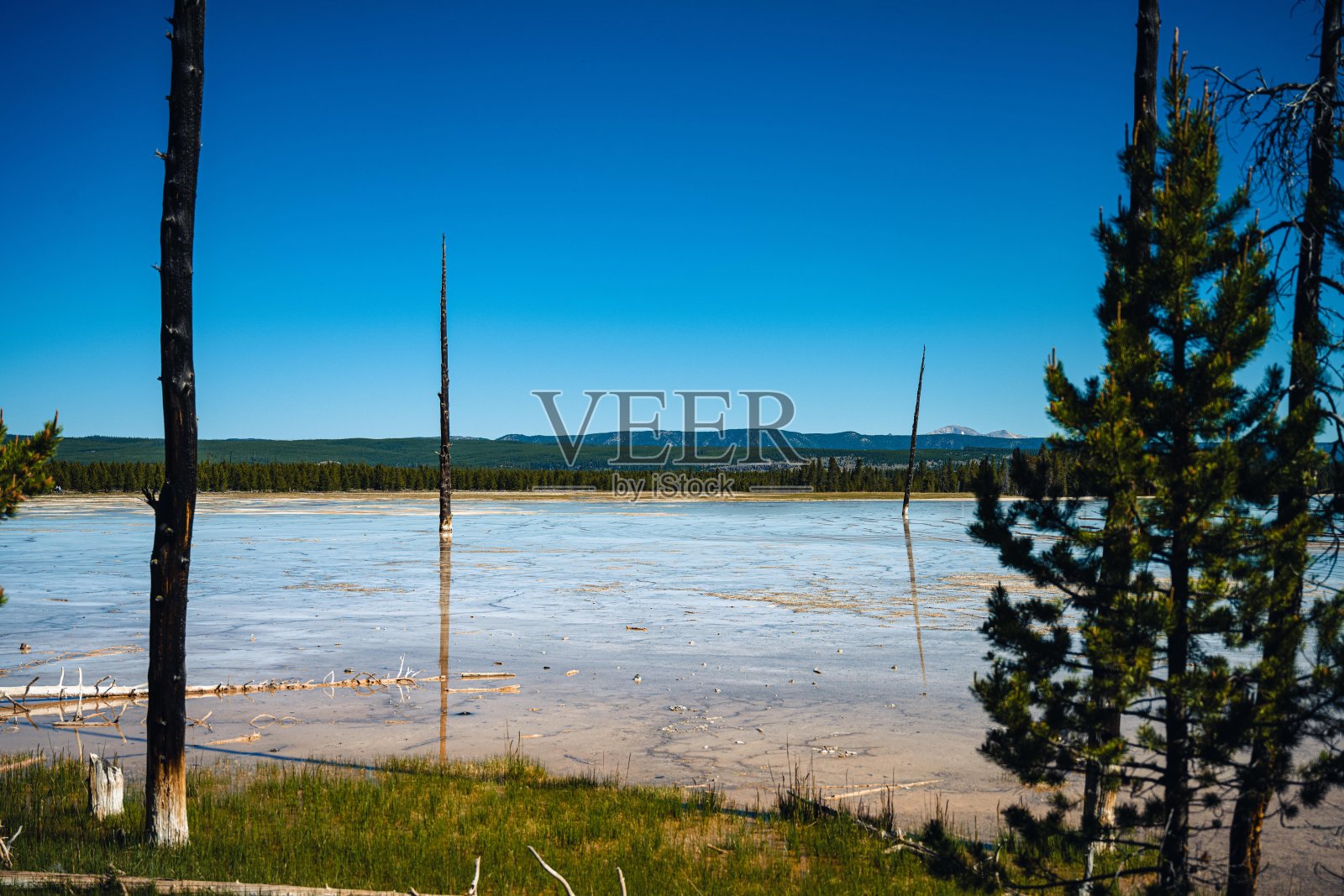 松林环绕的湿地景观。照片摄影图片