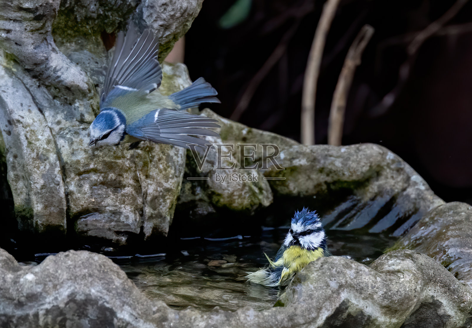 欧亚蓝山雀飞过花园喷泉，另一只正在洗澡照片摄影图片