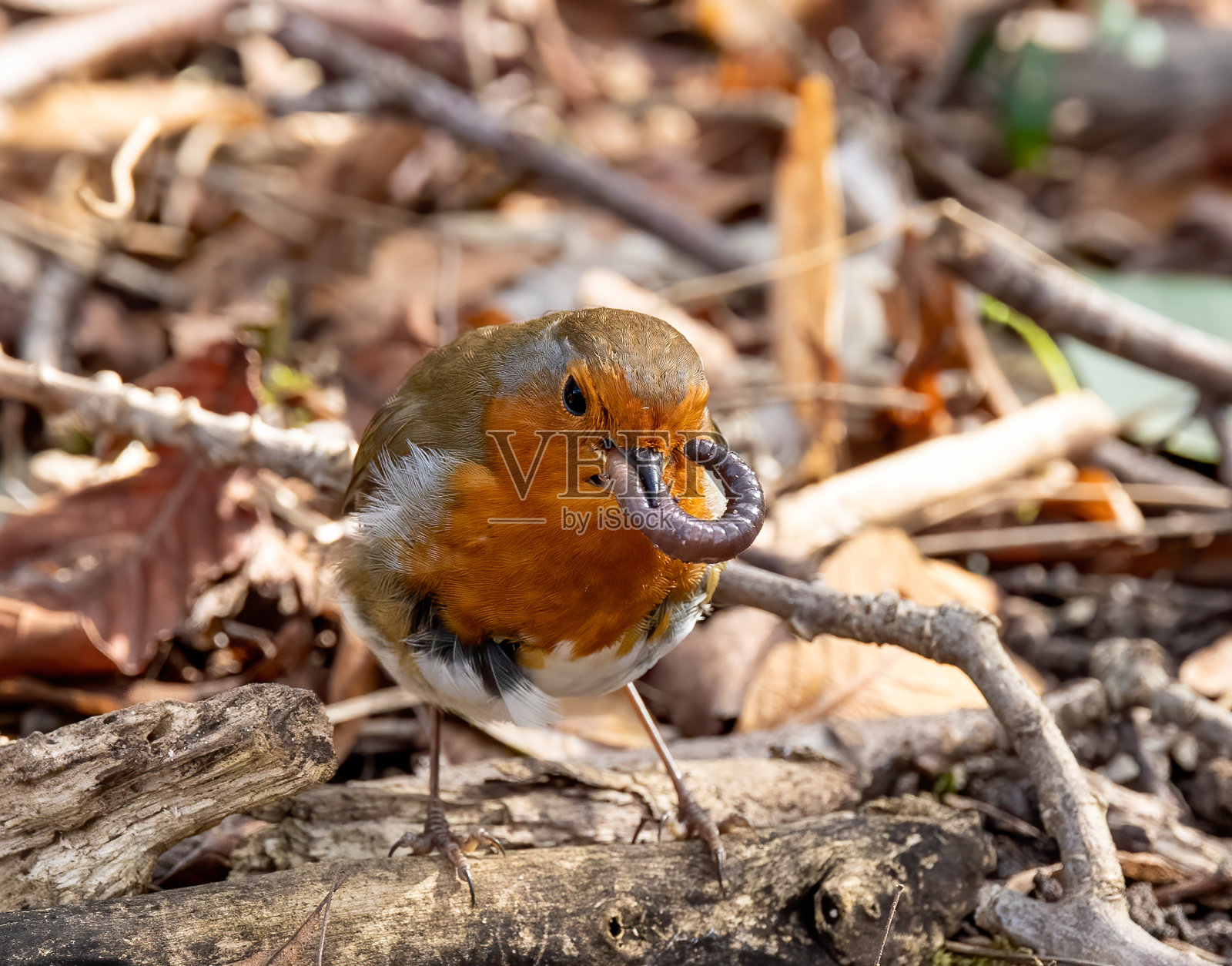 一只知更鸟站在干树枝上吃虫子的特写照片摄影图片