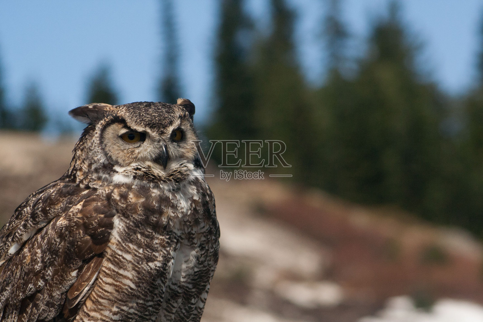 加拿大温哥华的一只猫头鹰特写，背景模糊照片摄影图片