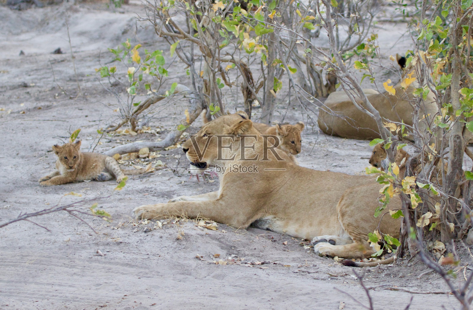 一只狮子和他的幼崽的肖像，乔贝国家公园，博茨瓦纳照片摄影图片