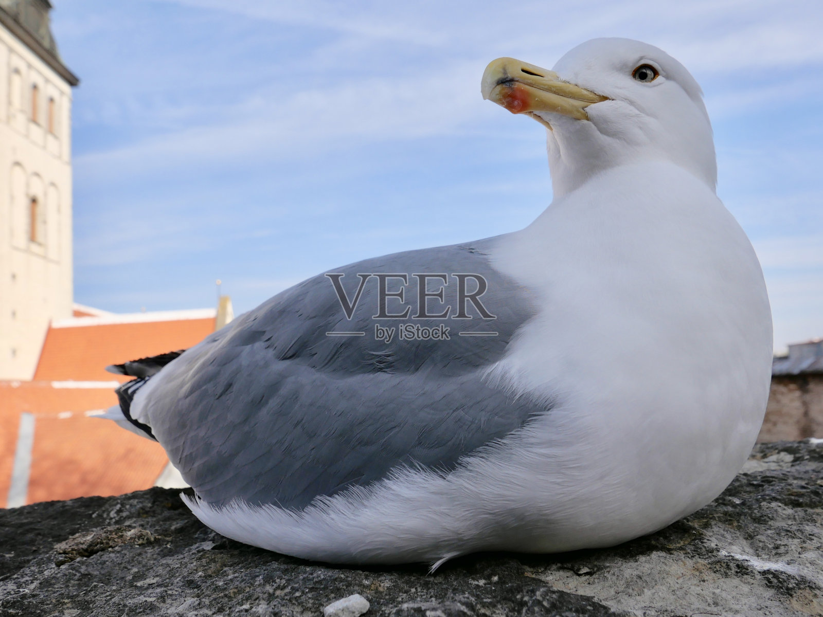 来自爱沙尼亚的海鸥照片摄影图片