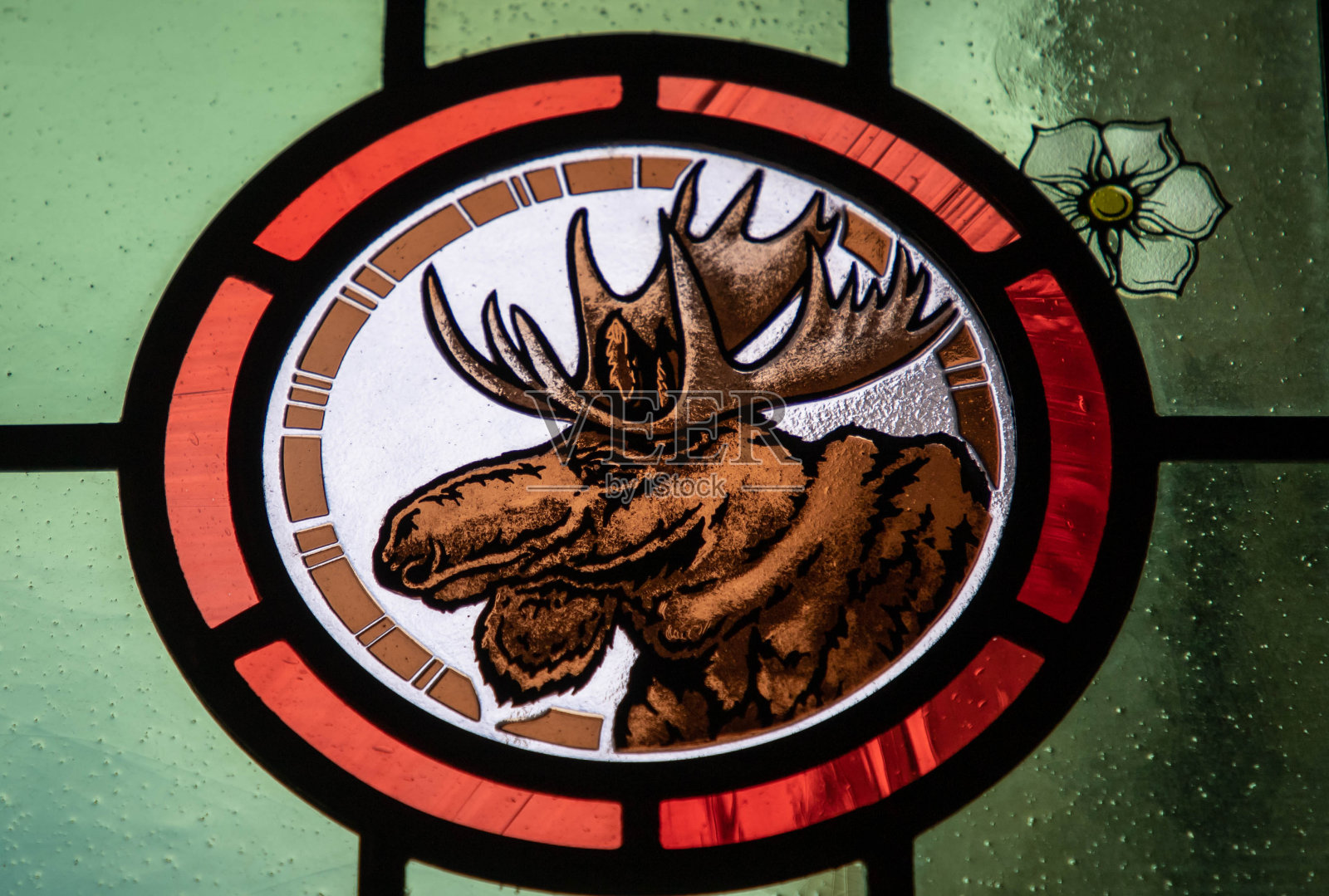 驼鹿的彩色玻璃窗照片摄影图片