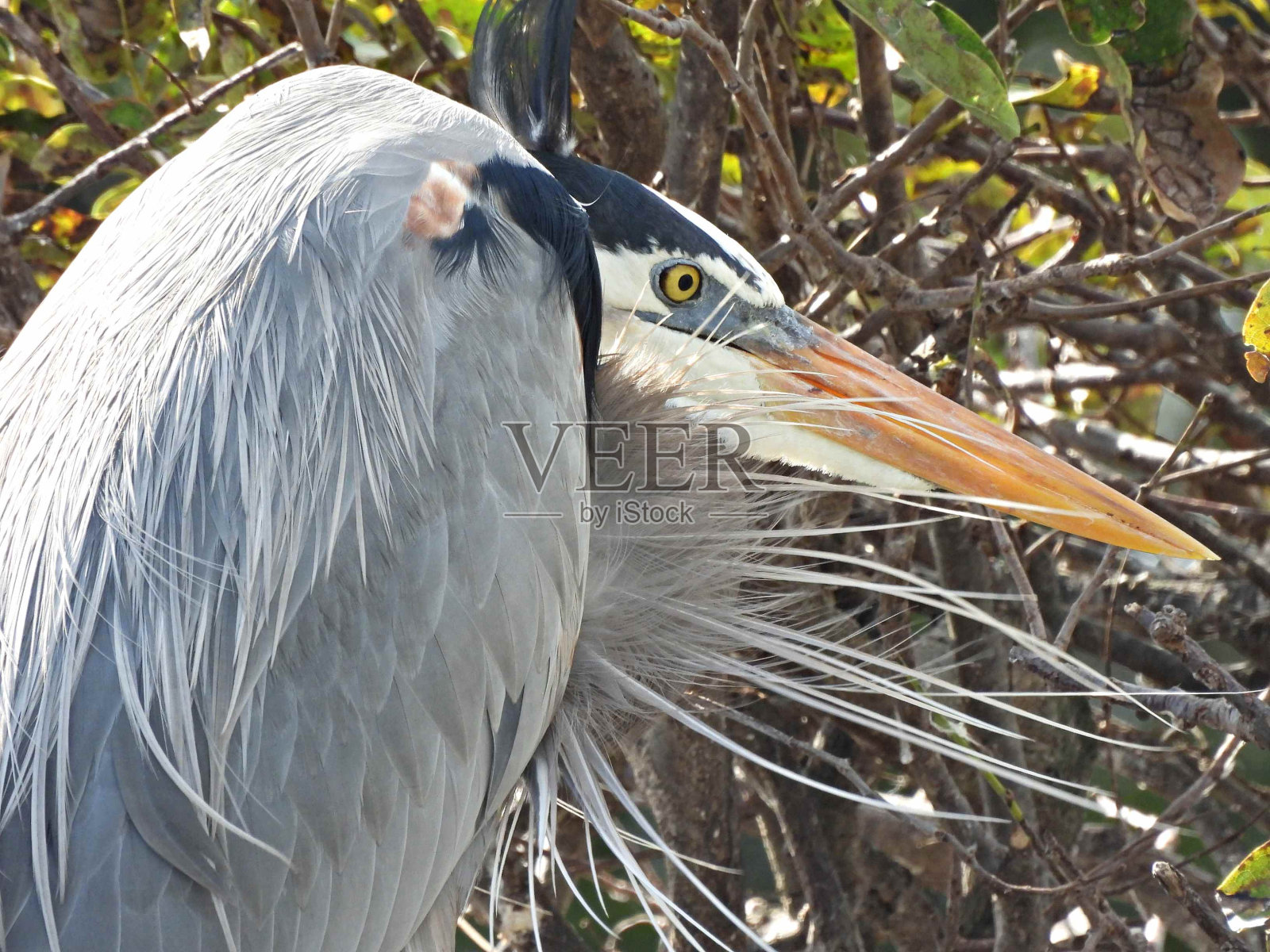 大蓝鹭(Ardea herodias) -肖像照片摄影图片