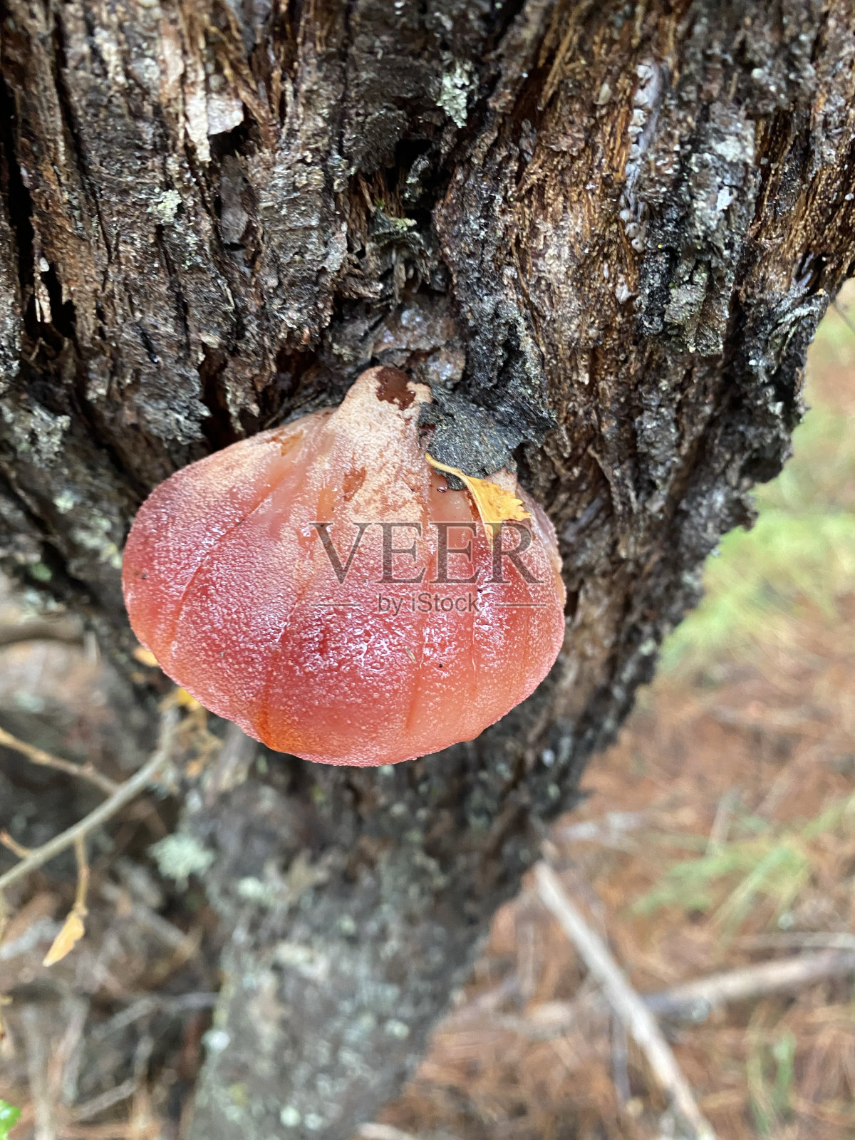 蘑菇照片摄影图片