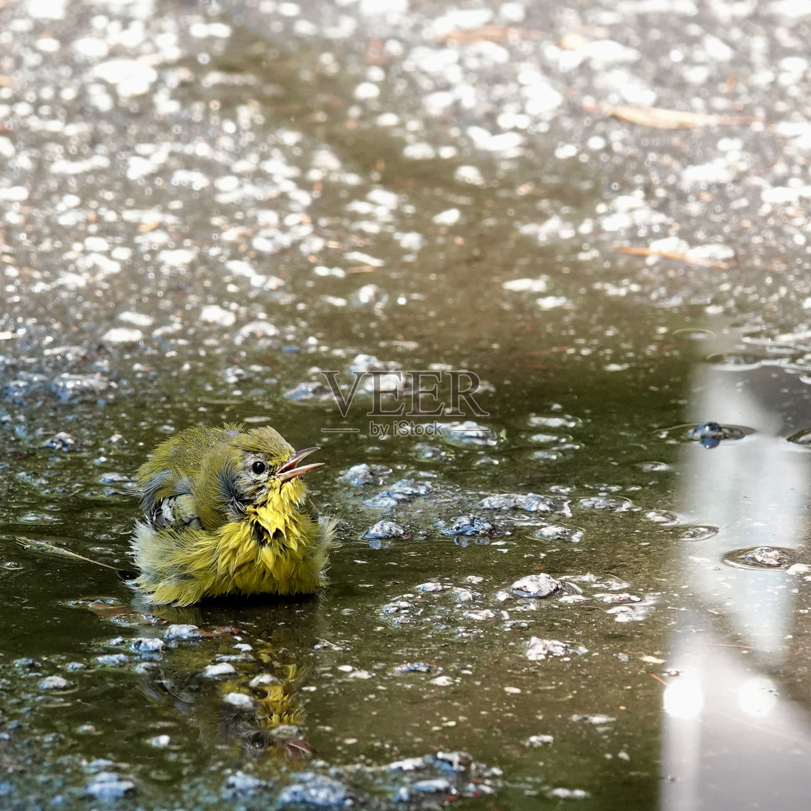 水坑里的松莺照片摄影图片