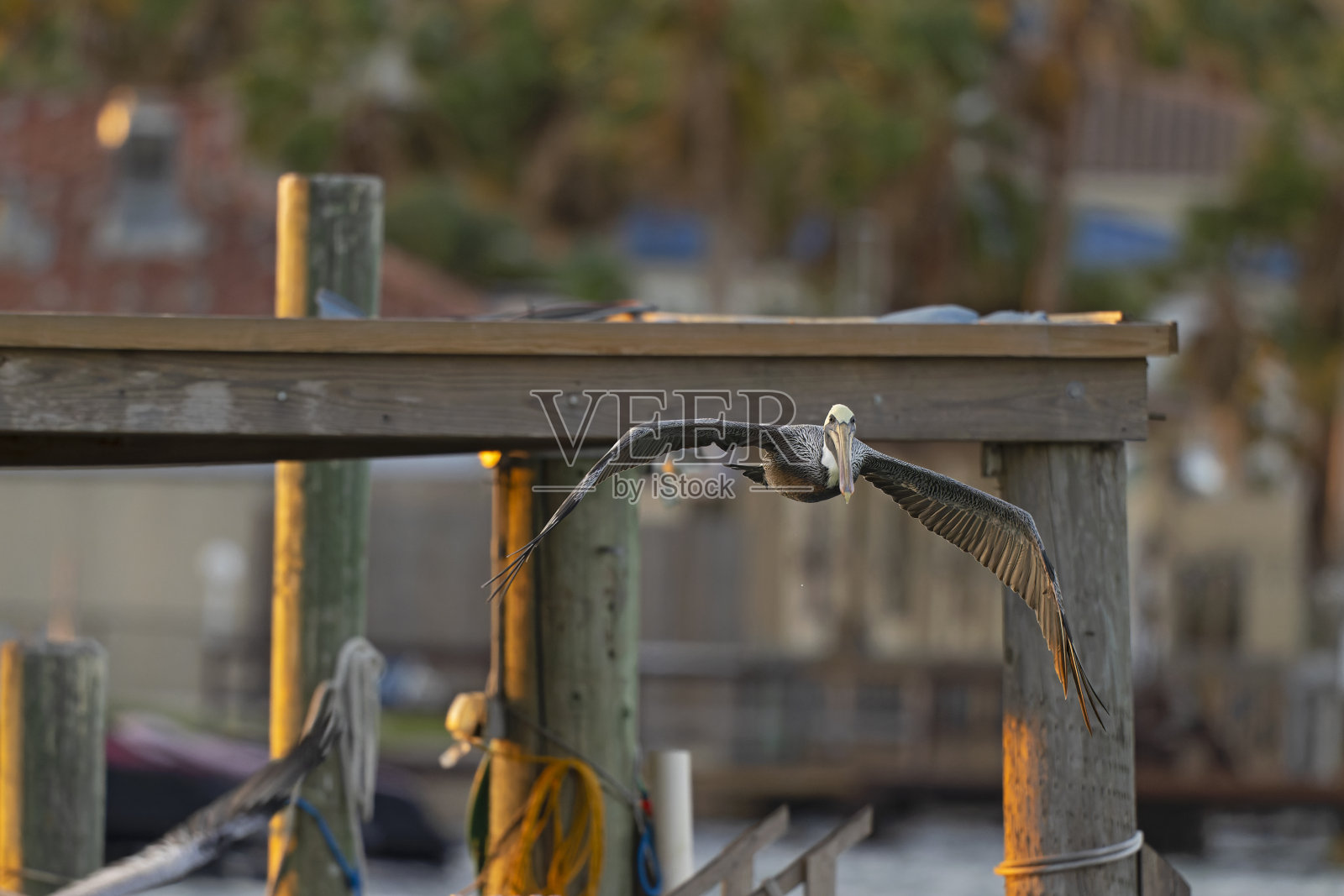 飞行中的成年褐鹈鹕(西褐鹈鹕照片摄影图片