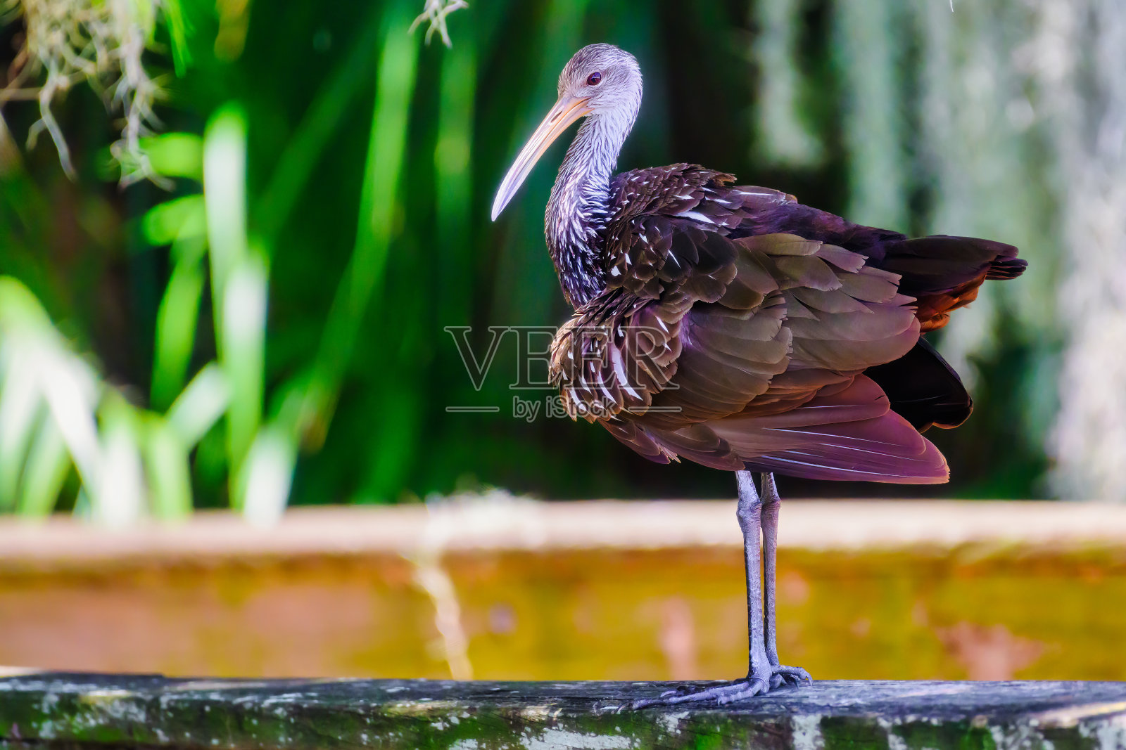 涉禽的一种照片摄影图片