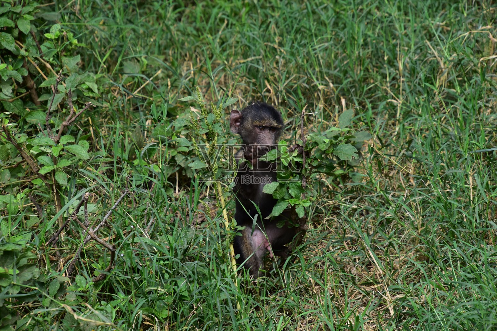 纳库鲁湖国家公园照片摄影图片