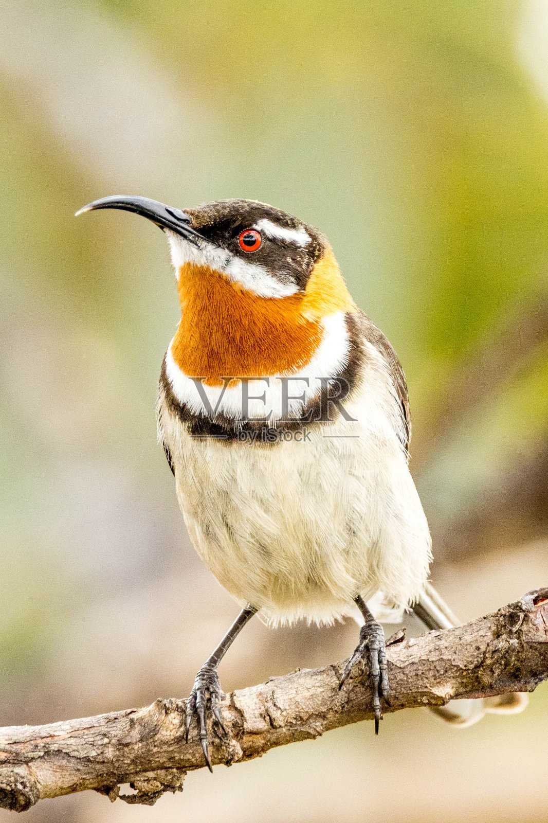 澳大利亚的西部棘嘴鸟照片摄影图片