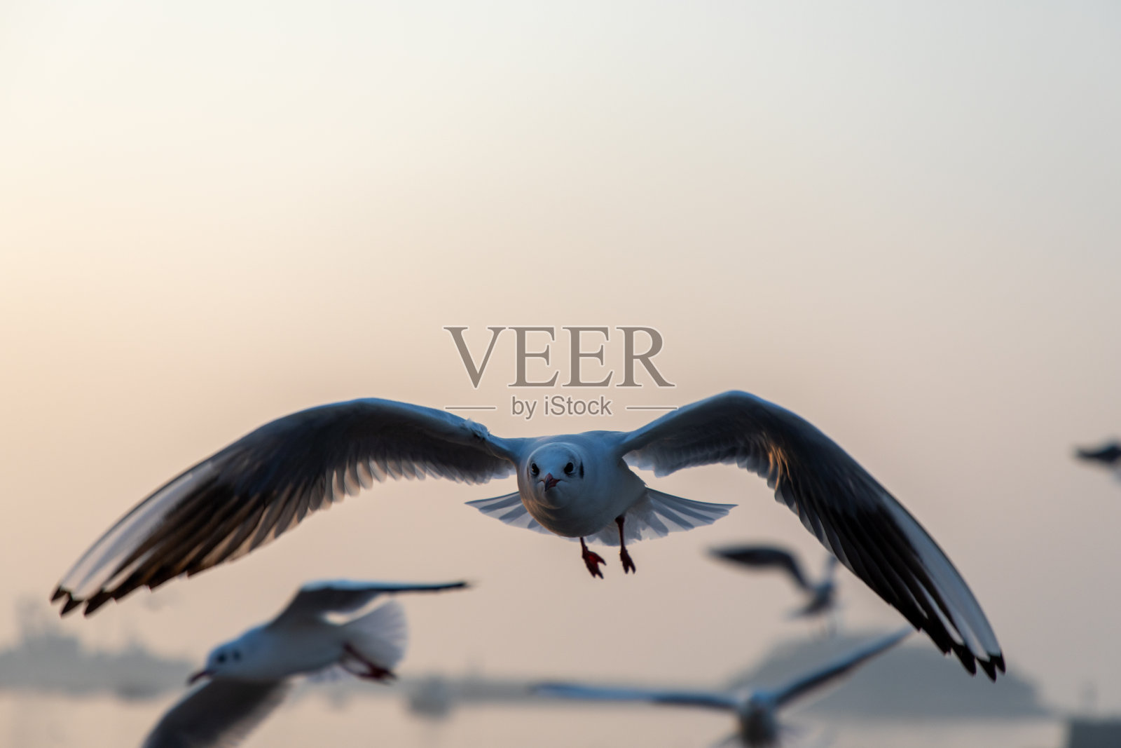 海鸥在日落时分飞过照片摄影图片