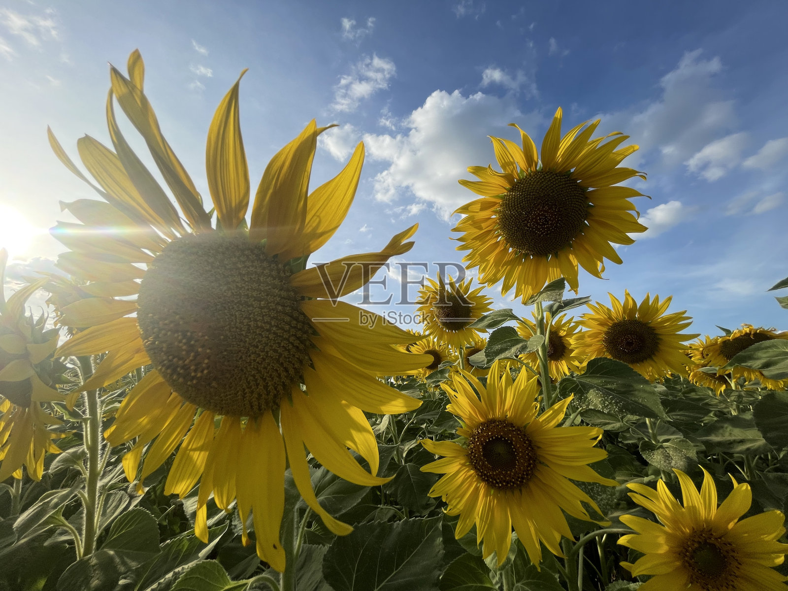 向日葵照片摄影图片