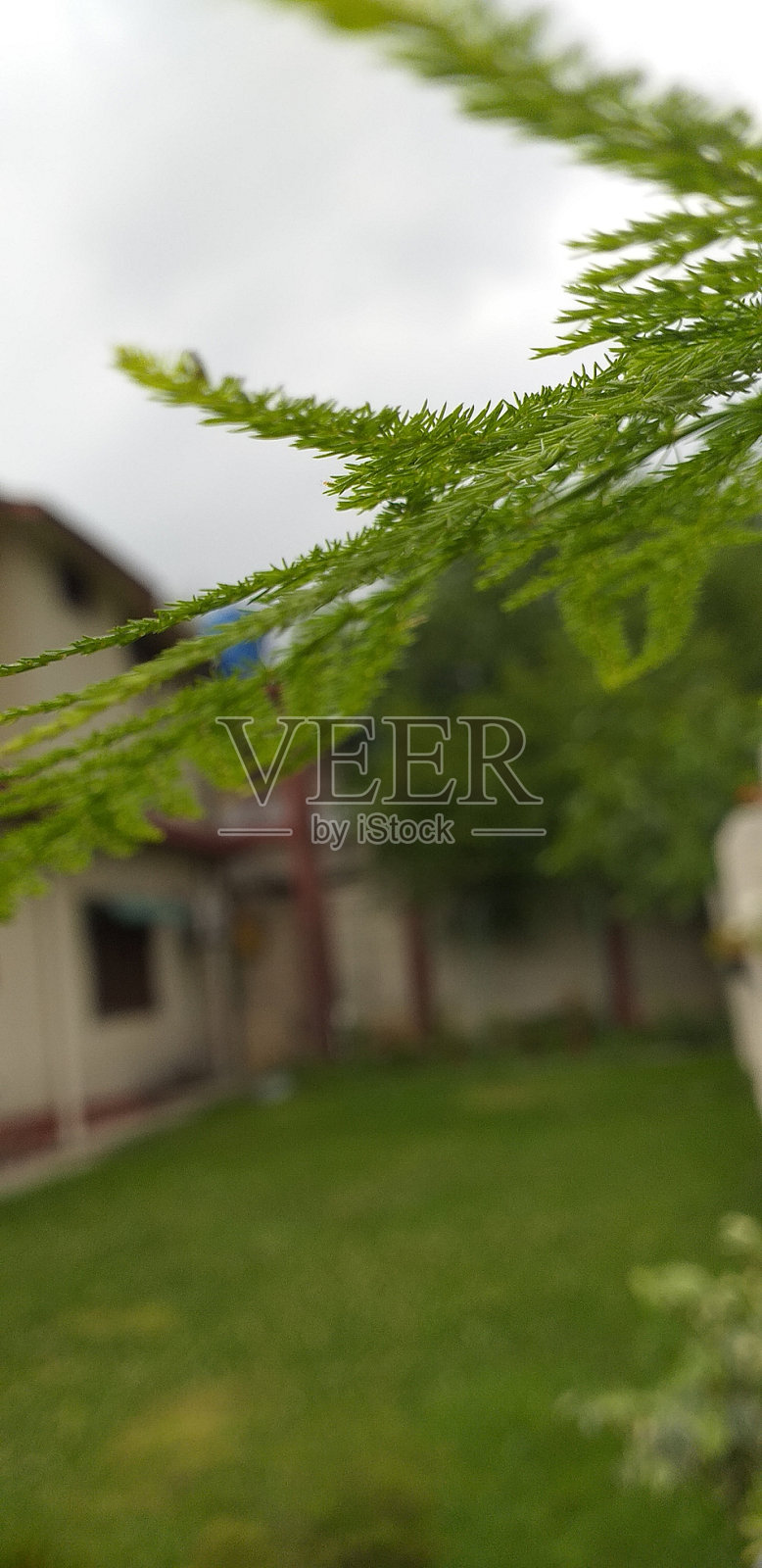 一棵小冷杉的树枝照片摄影图片