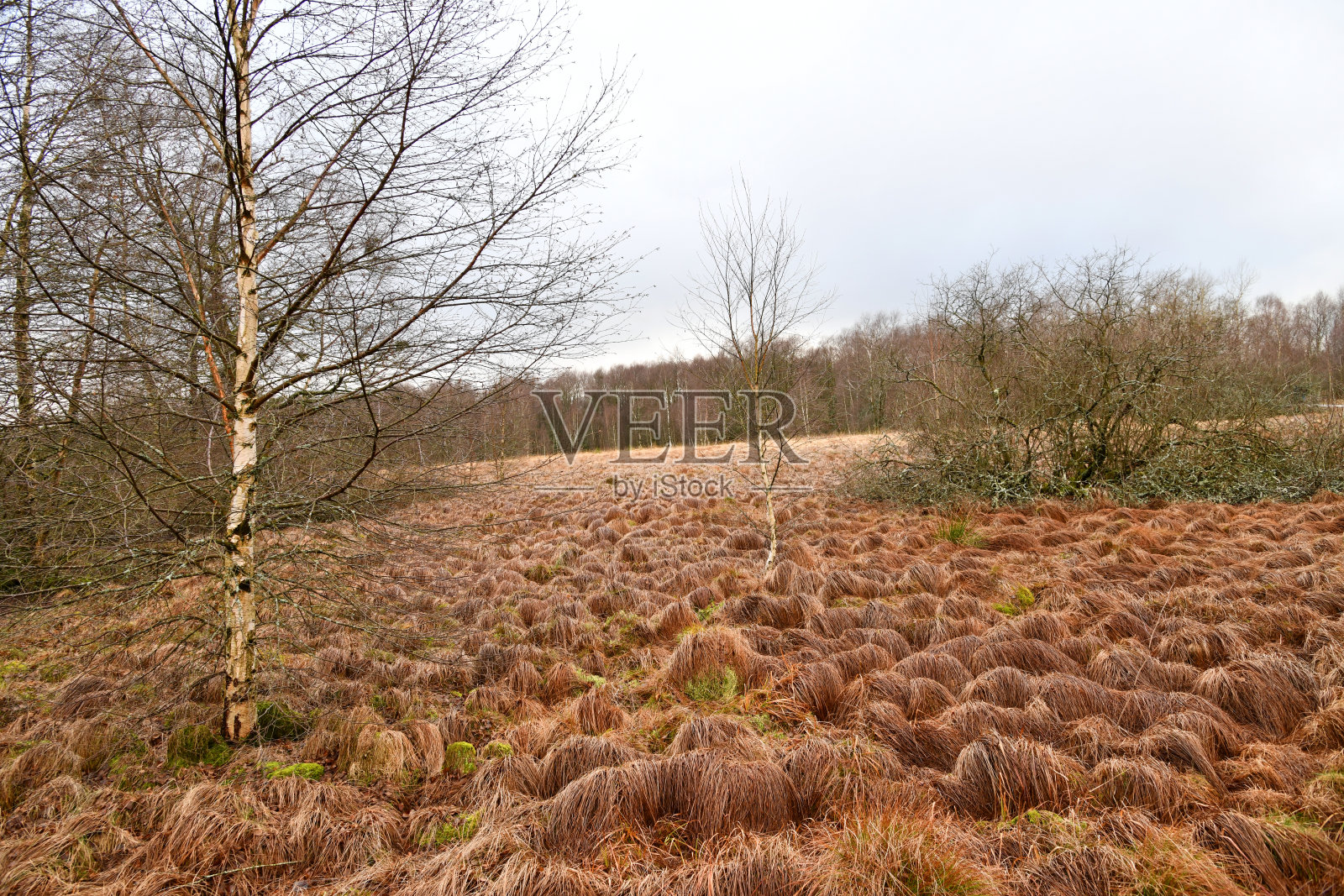 The Black Moor n of the Bavarian Rhön照片摄影图片