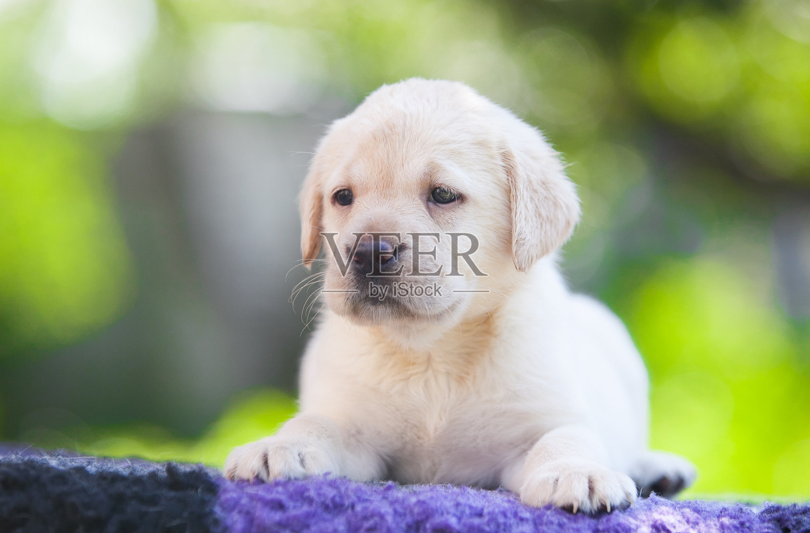 公园里的拉布拉多猎犬照片摄影图片