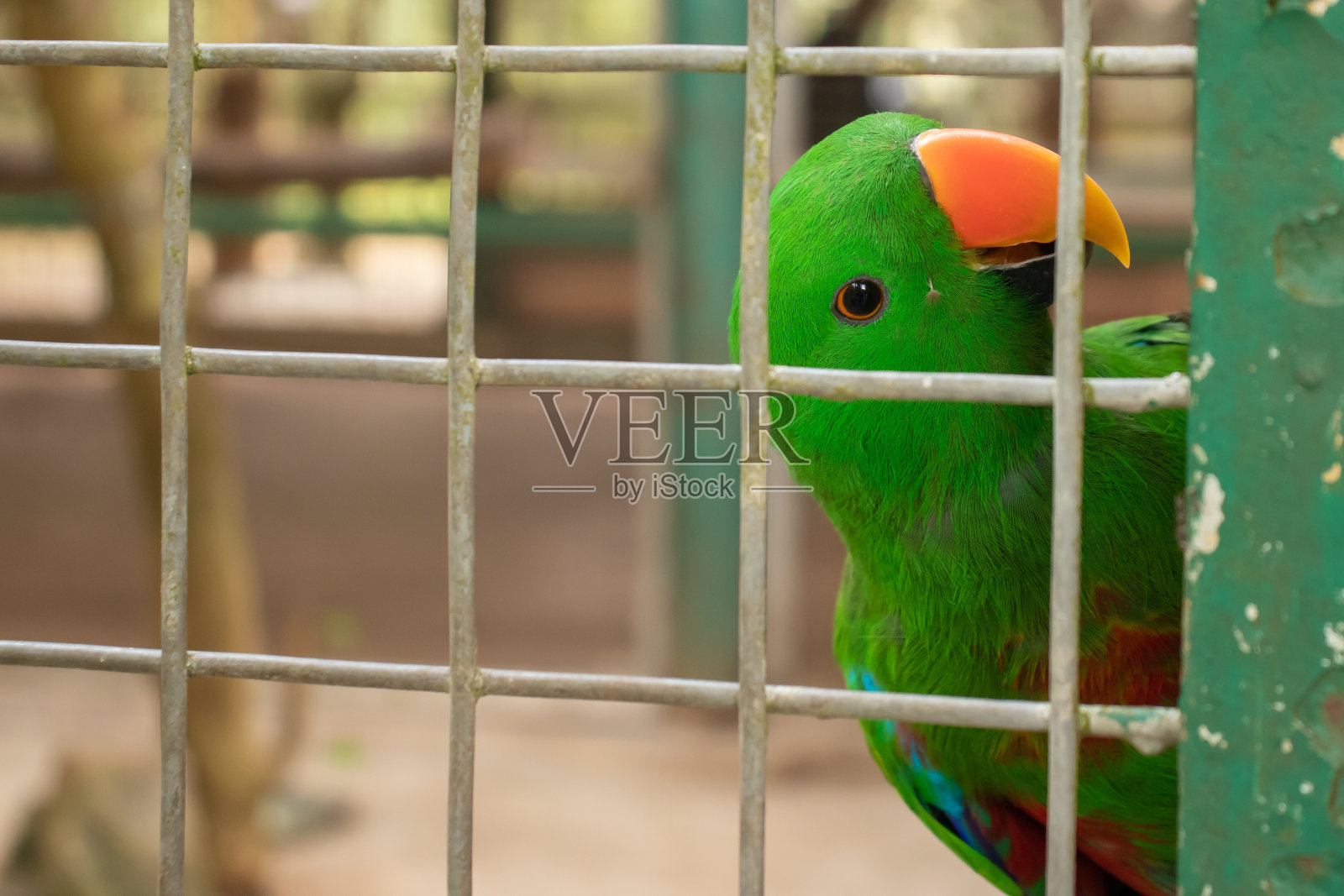 一只雄性折衷鹦鹉的特写照片照片摄影图片