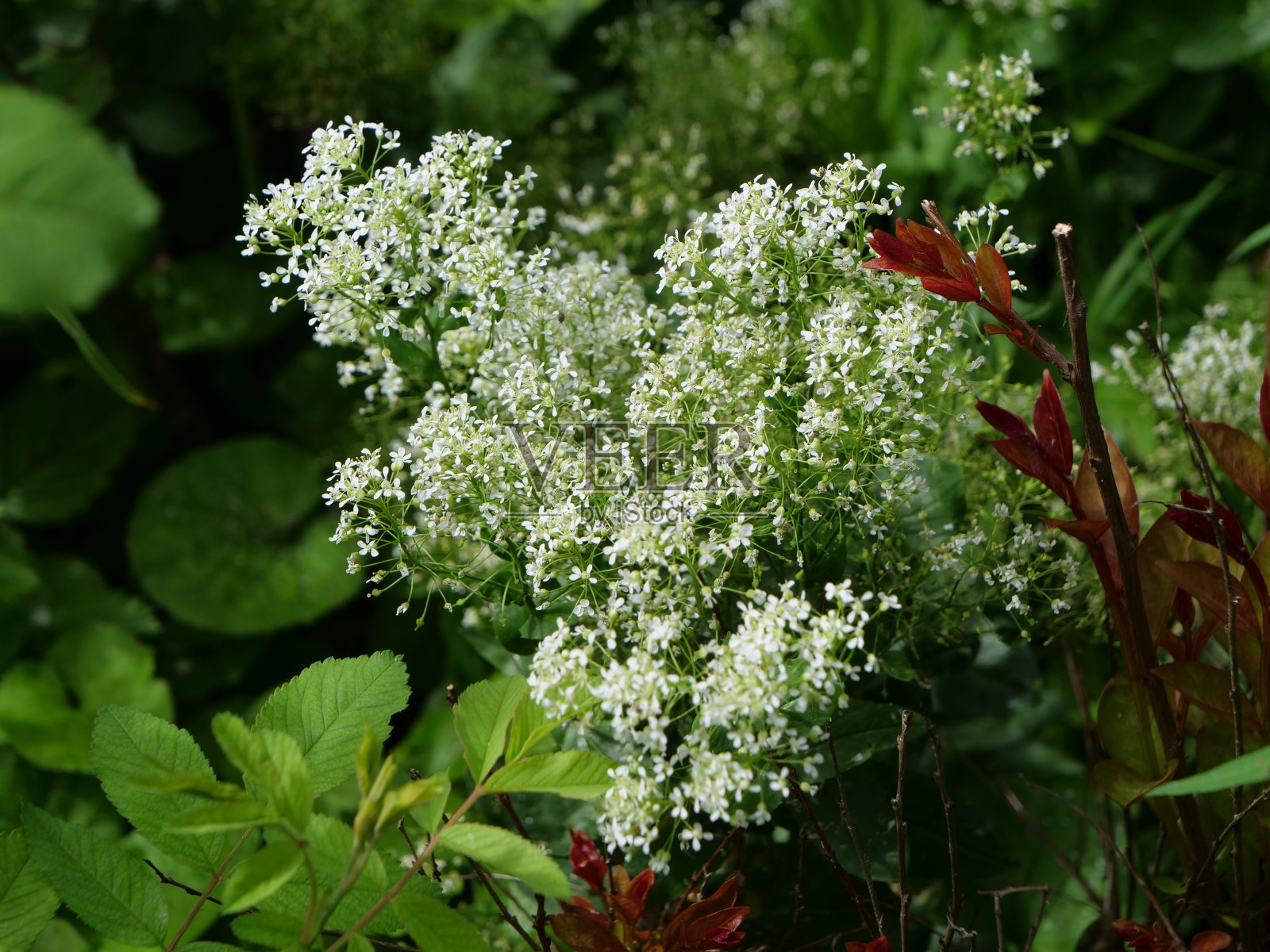 阔叶鳞叶鳞翅目照片摄影图片