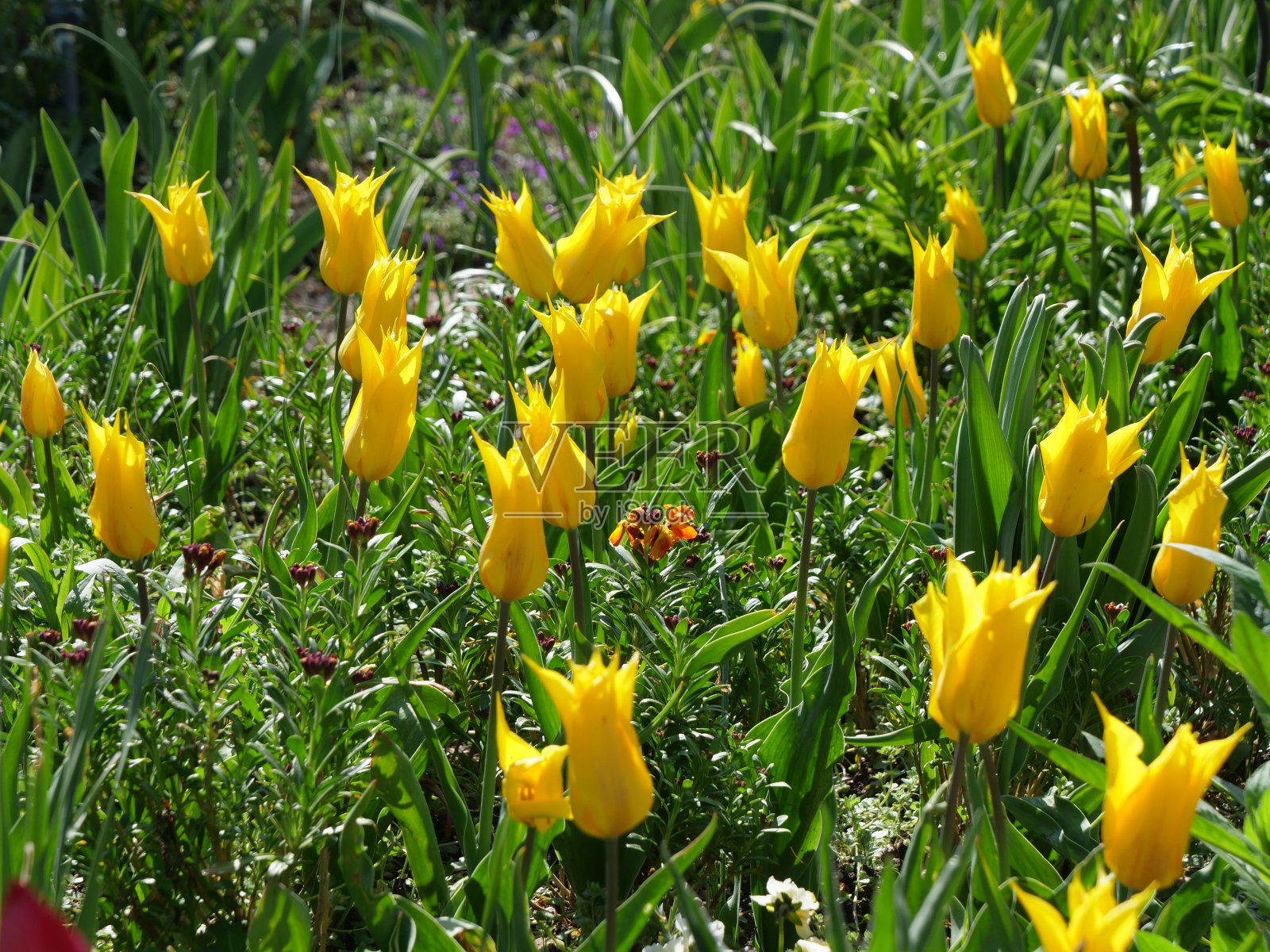 春天，法国吉维尼照片摄影图片