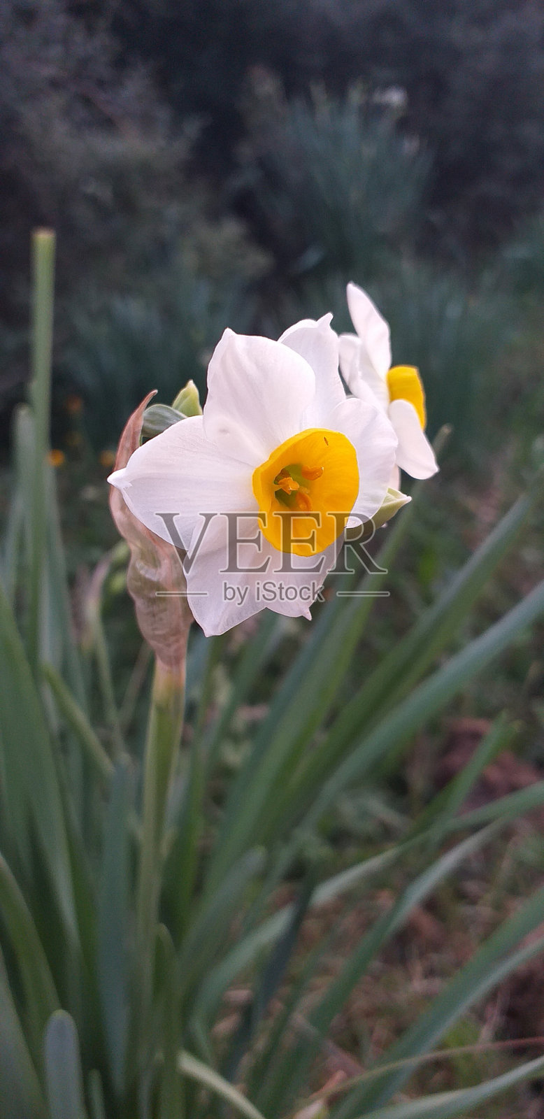 水仙花在野外照片摄影图片