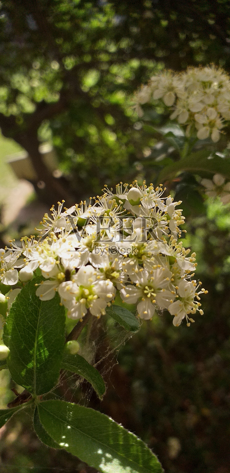 一束非常小的白色花朵照片摄影图片
