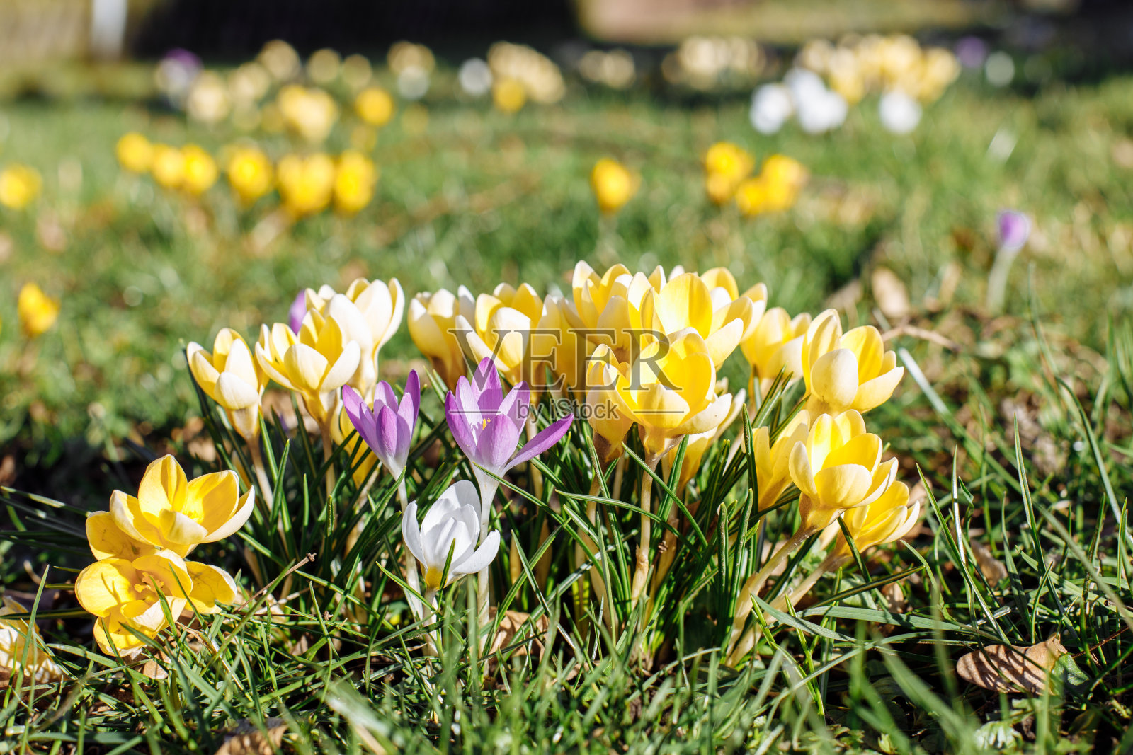 春天的番红花，在明亮的阳光下，紫色和黄色在春天的草地上。自然的花朵背景。照片摄影图片