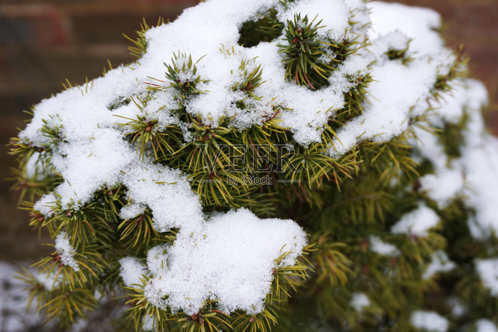 雪覆盖在绿色的松树上照片摄影图片