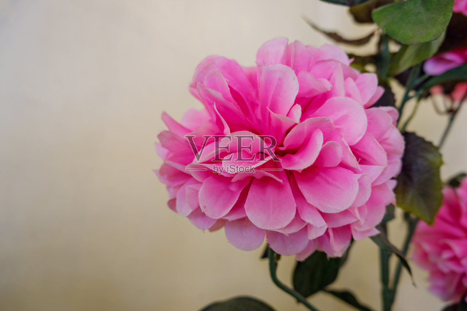 粉红色花朵的手工装饰植物照片摄影图片