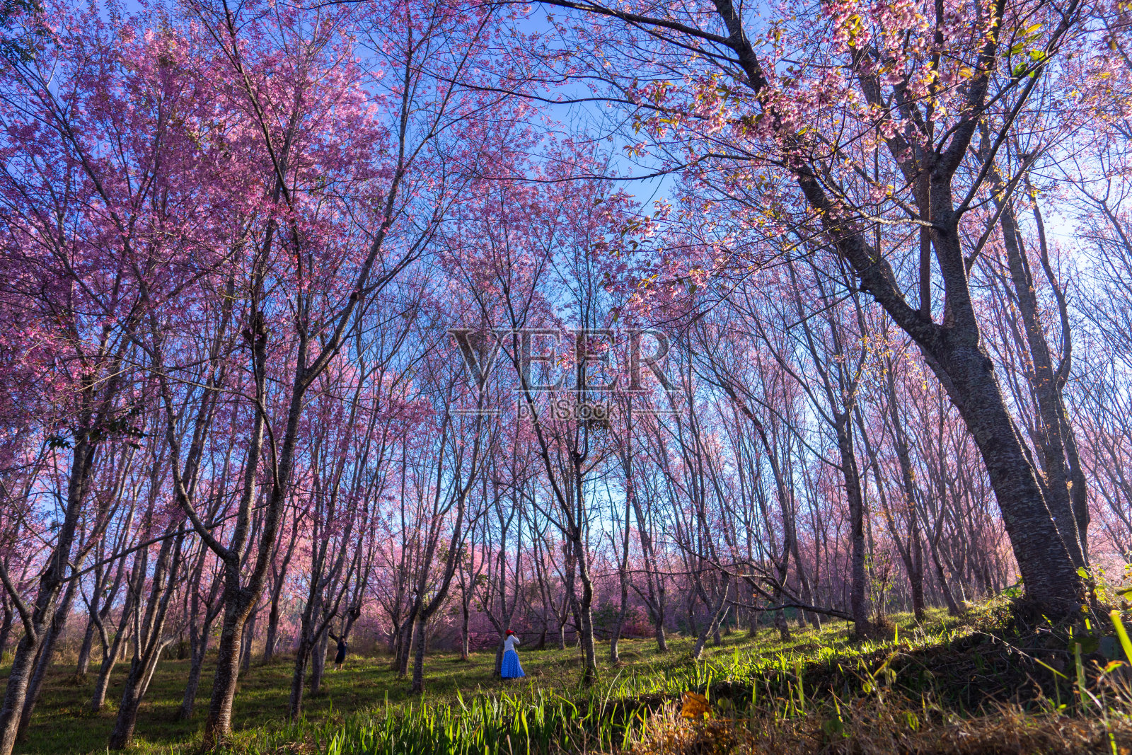 美丽的粉红色樱花树在绿色的草地上与早晨的阳光照片摄影图片
