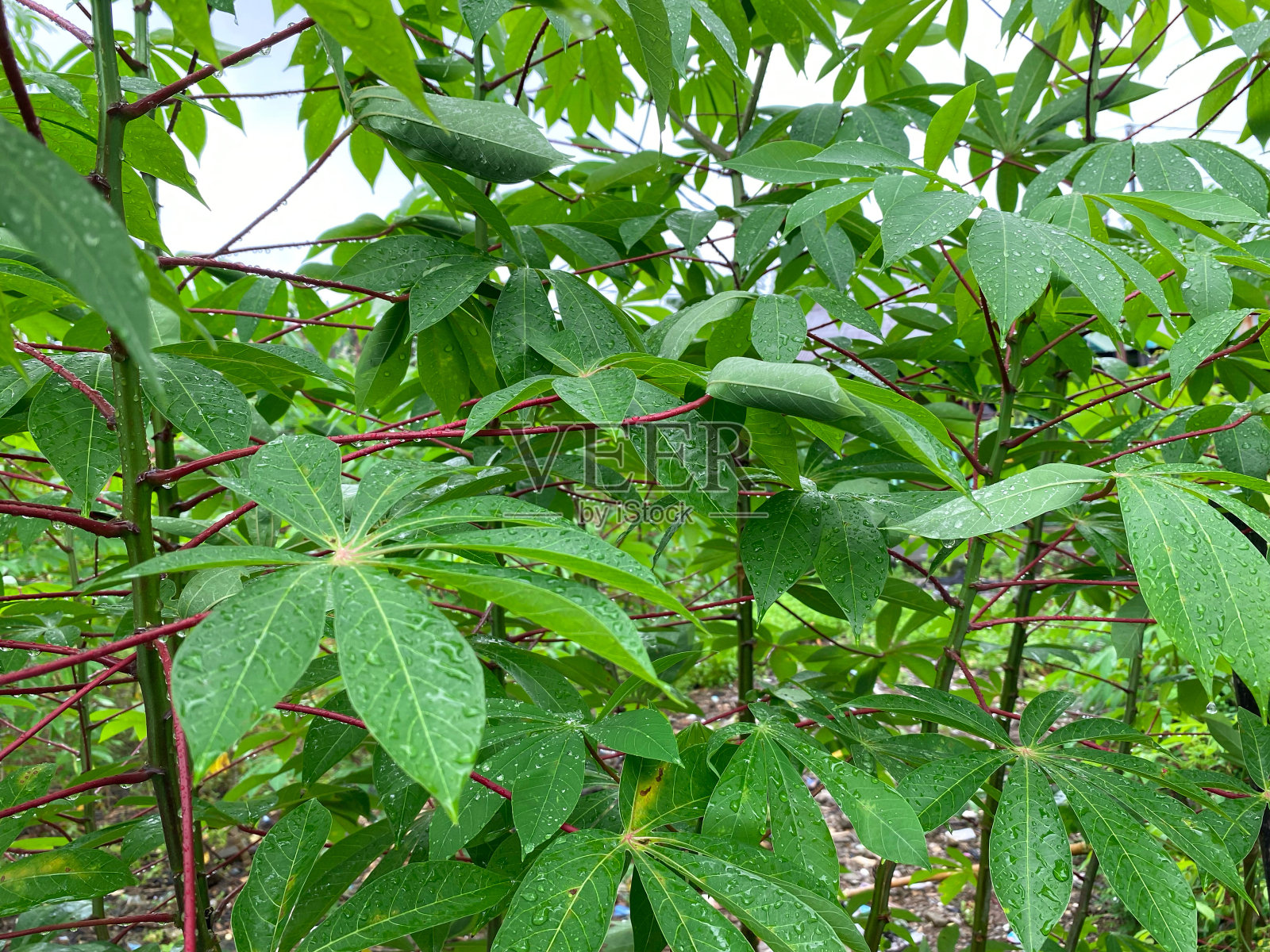木薯叶特写。木薯植物的绿叶照片摄影图片