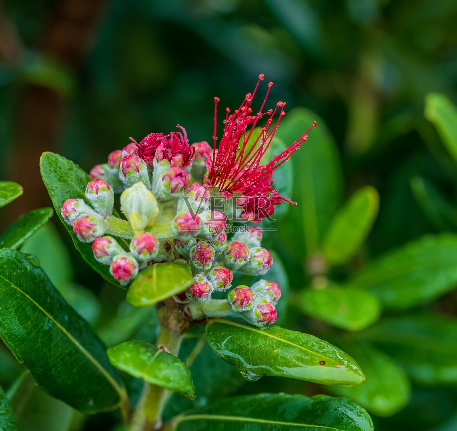 特写镜头的湿波胡图卡瓦树开花雨后与模糊的绿色背景照片摄影图片