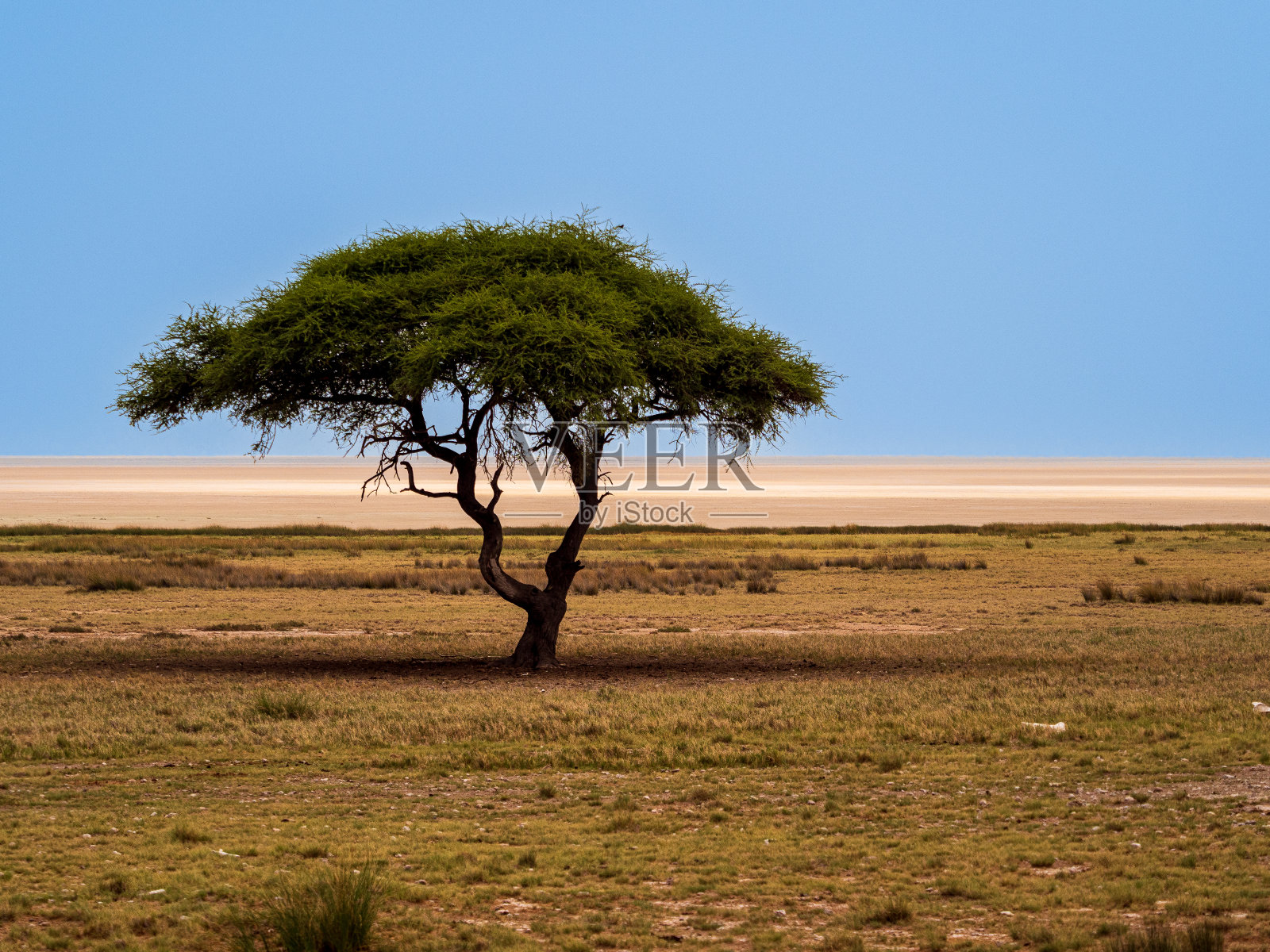 埃托沙盘边的一棵树照片摄影图片