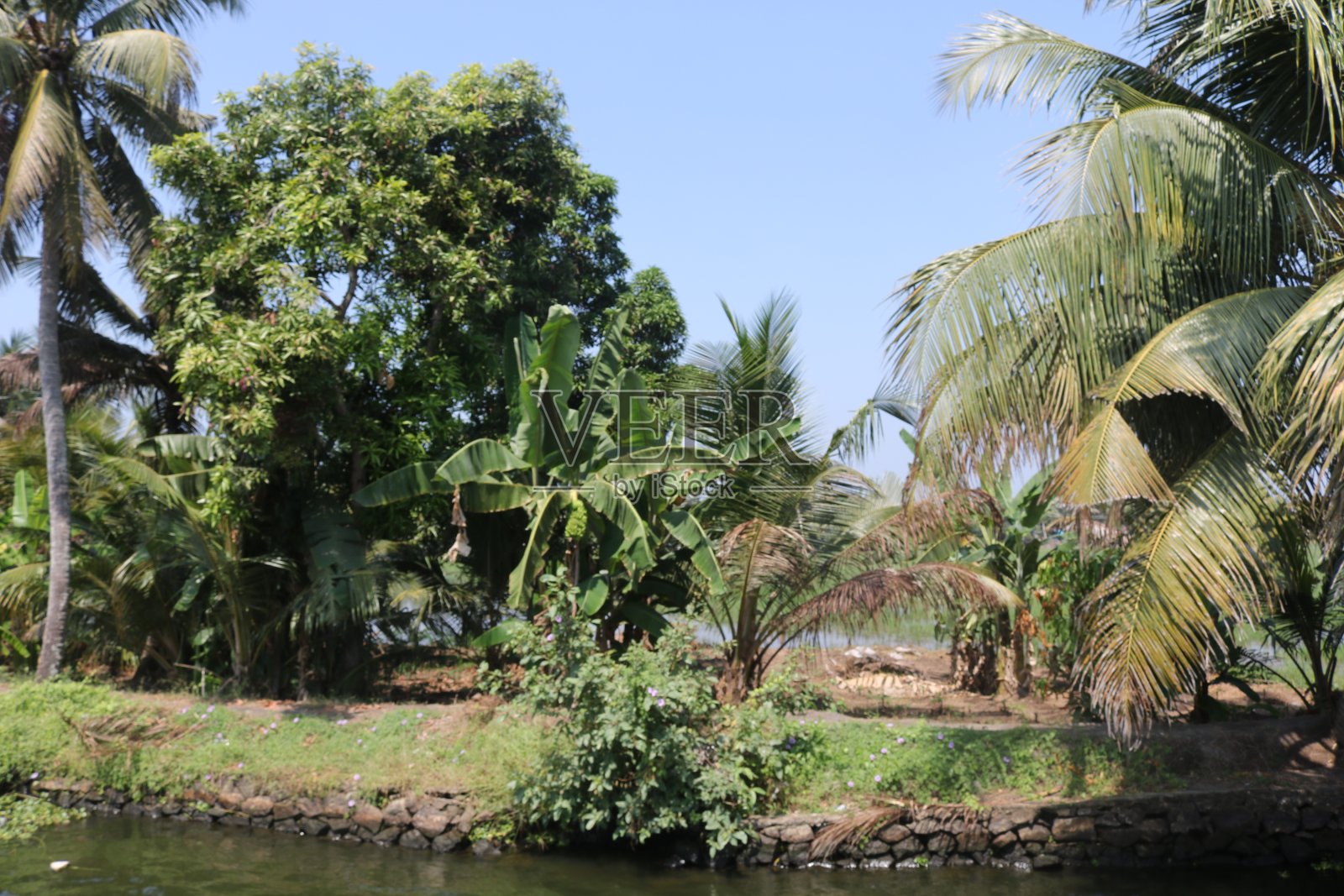 茂密的热带植被照片摄影图片