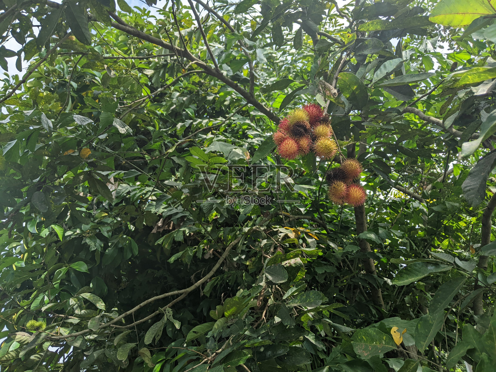 红毛丹果，树上已经开始成熟的水果，可以采摘了照片摄影图片