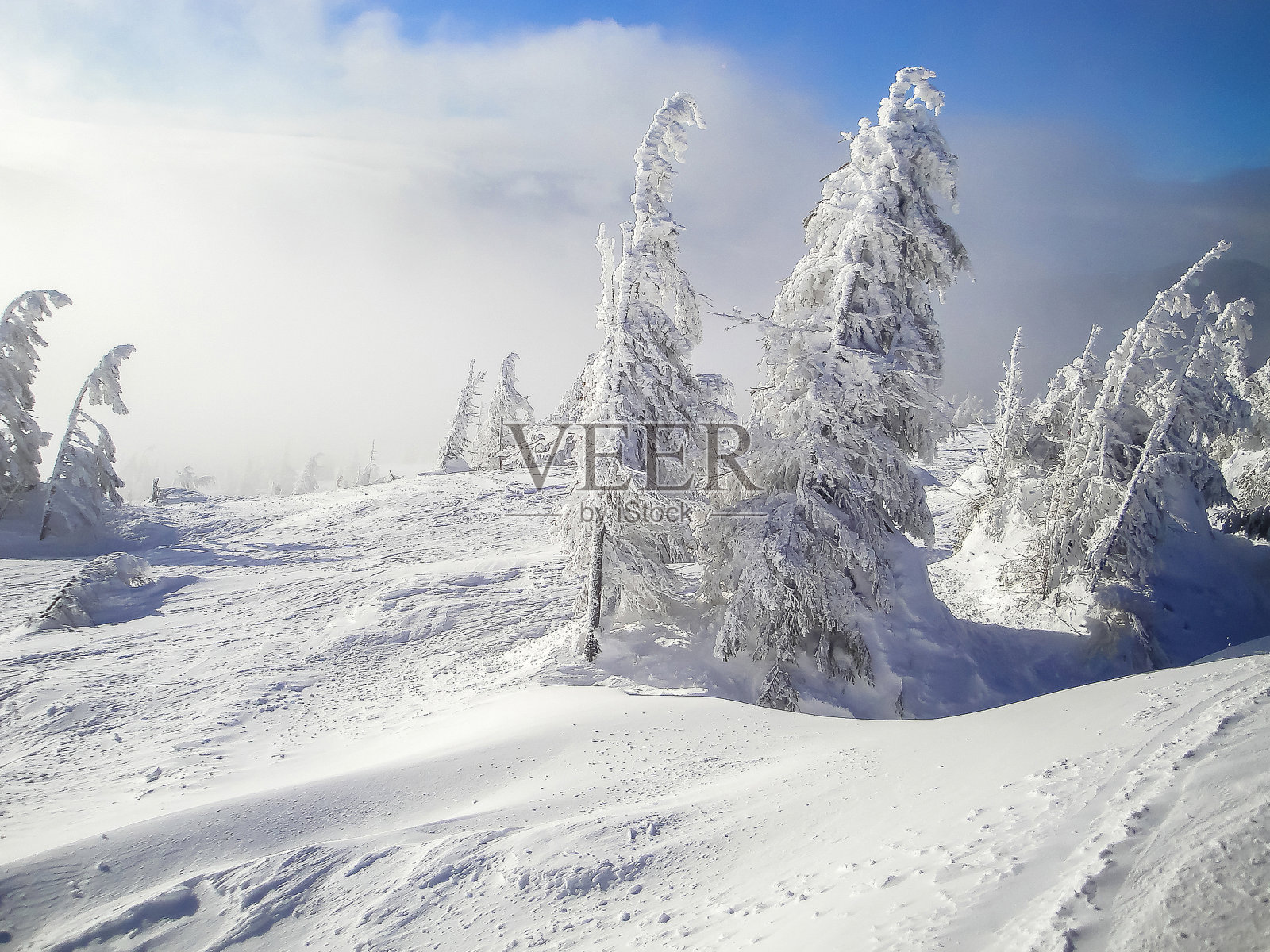 在晴朗寒冷的霜冻日子里，松树云杉被冰雪覆盖在森林的山上。冬季自然风景优美照片摄影图片