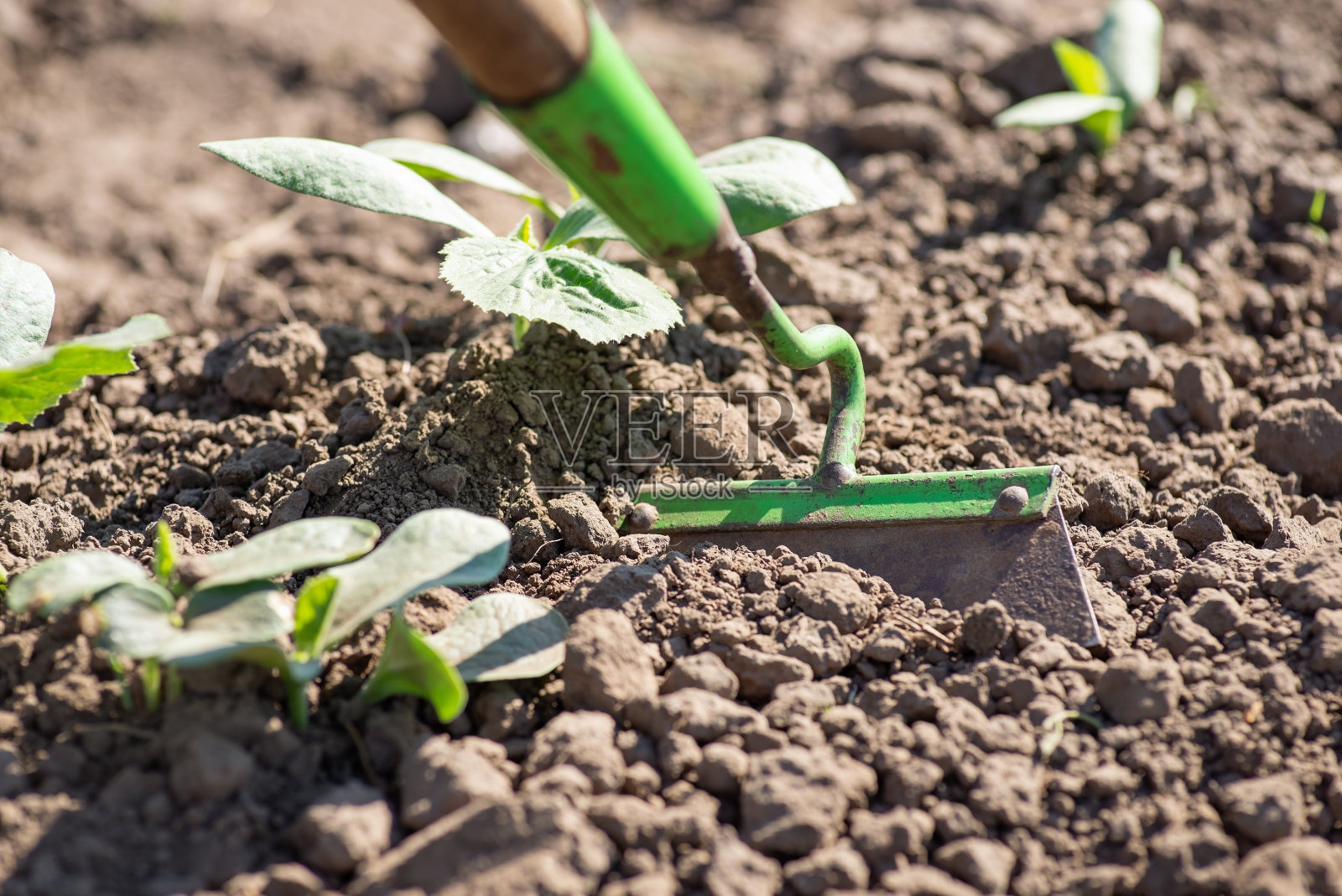 在花园里用锄头给南瓜植株除草照片摄影图片