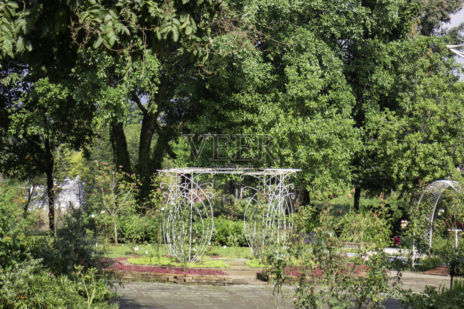 绿色的植物枝干照片摄影图片