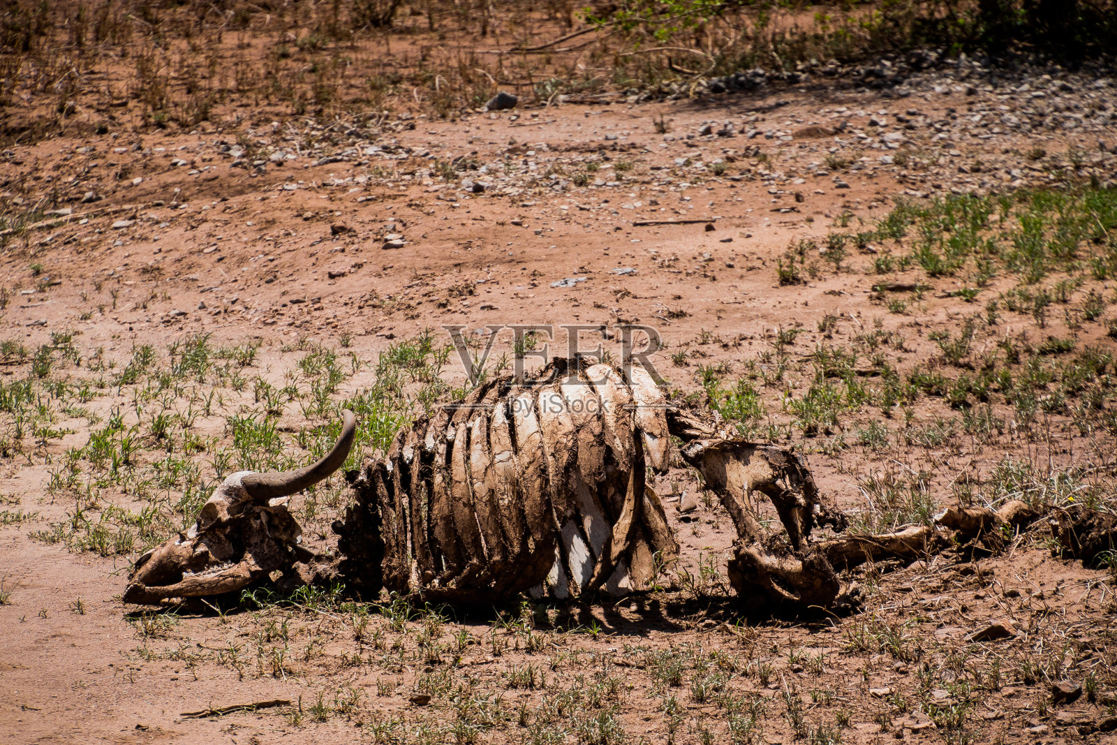 非洲坦桑尼亚一具动物尸体的特写镜头照片摄影图片