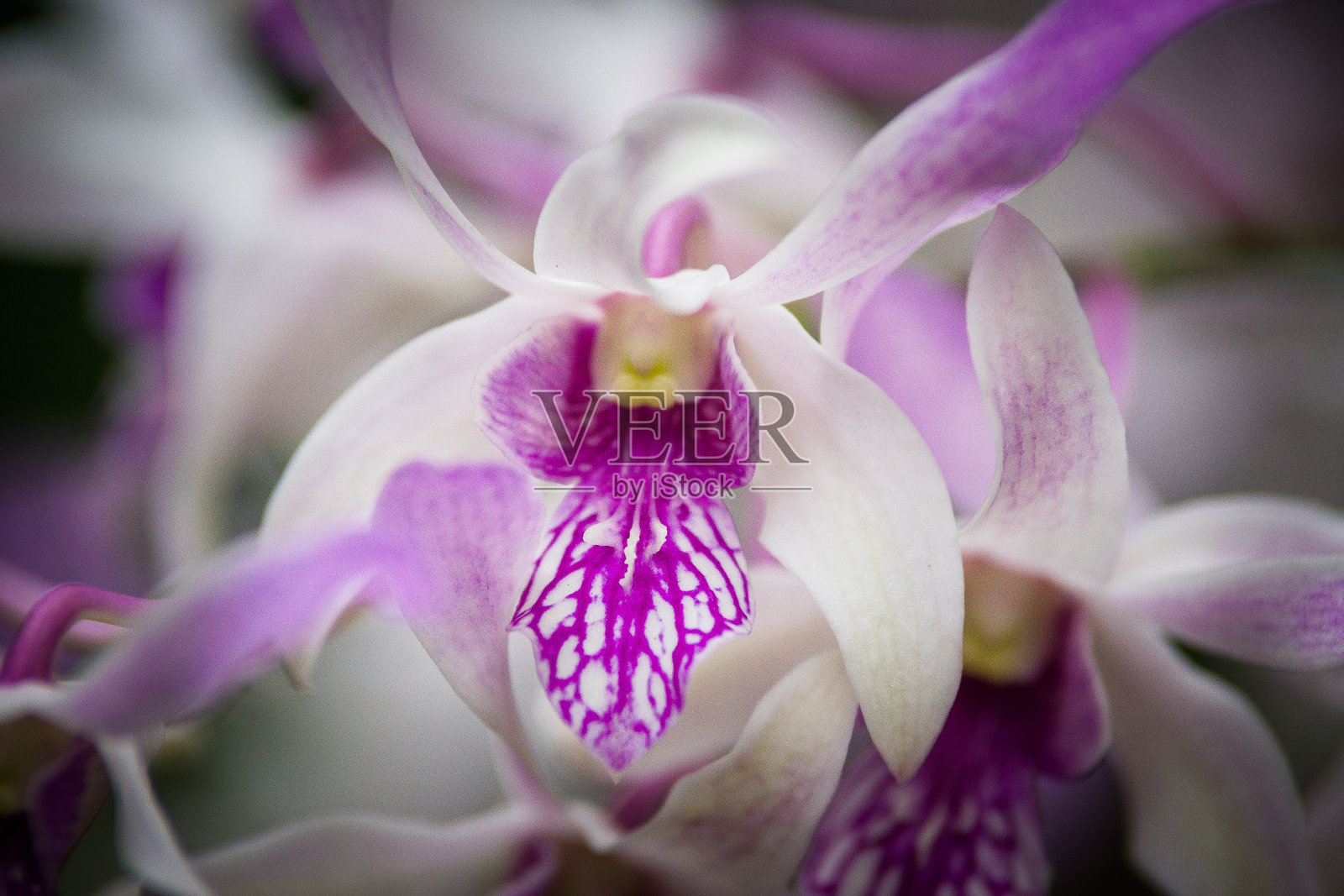 特写镜头的美丽紫色和白色兰花花与模糊的背景照片摄影图片