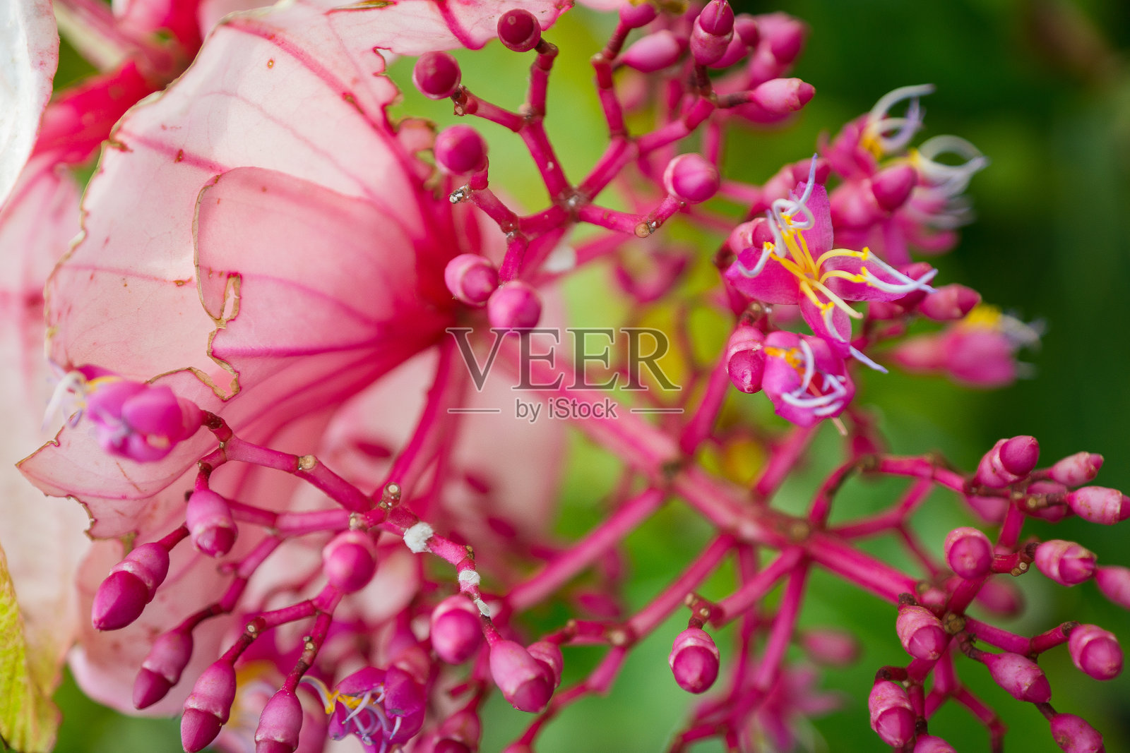 春天在花园里种植的粉红色梅迪尼亚的特写镜头照片摄影图片