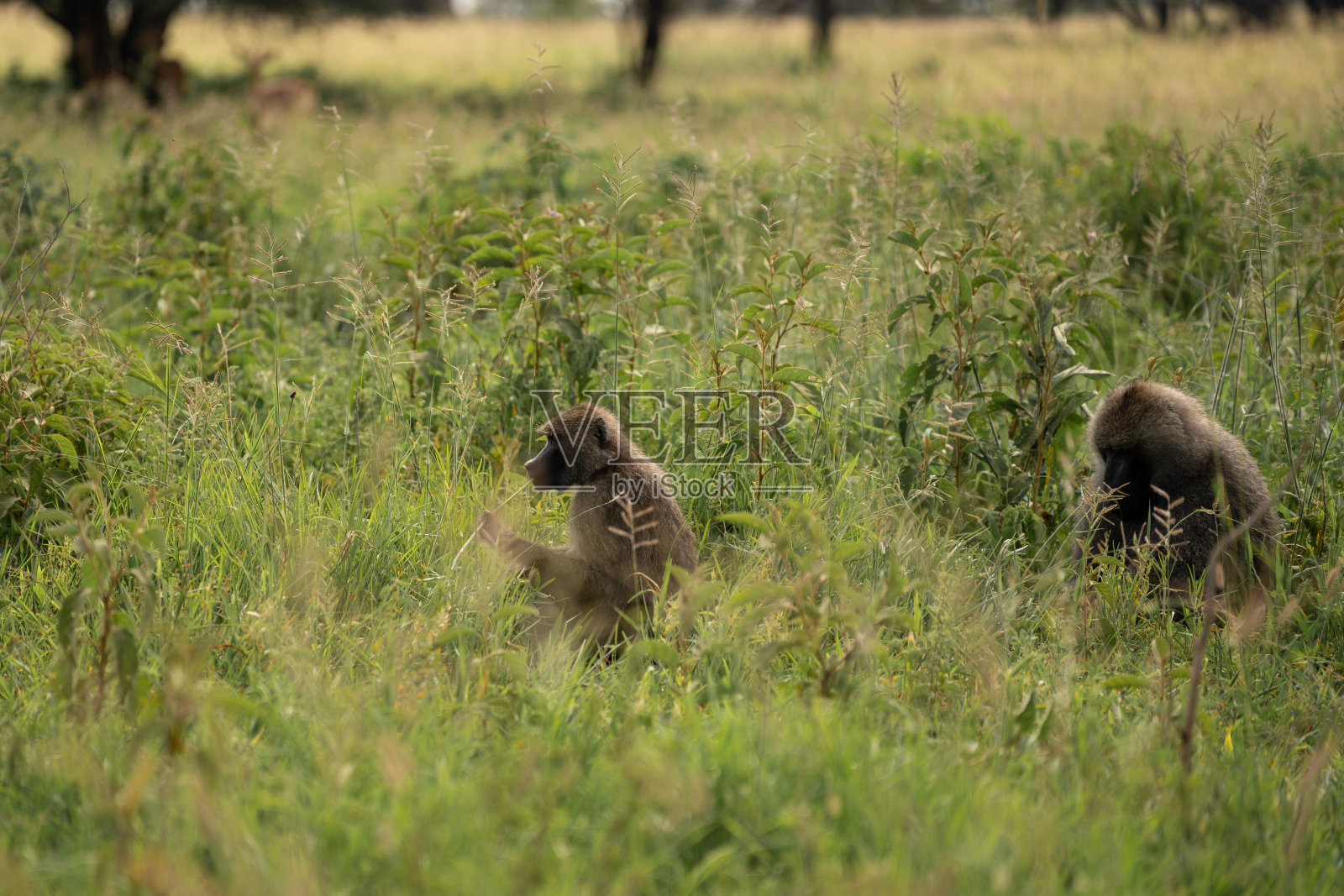 坦桑尼亚塞伦盖蒂美丽的熊的特写镜头照片摄影图片