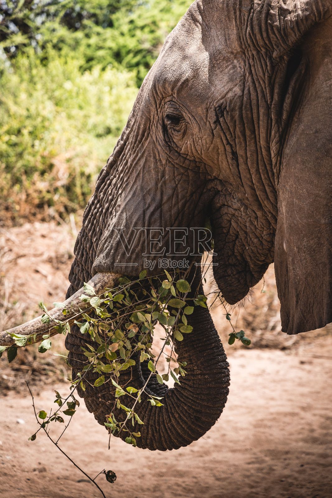垂直特写镜头的大象吃植物在大自然照片摄影图片