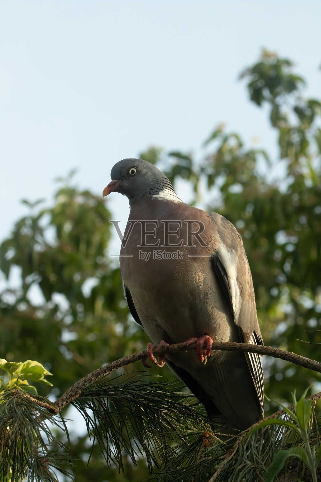 垂直特写镜头，一只林鸽(Columba palumbus)栖息在冷杉树枝上照片摄影图片