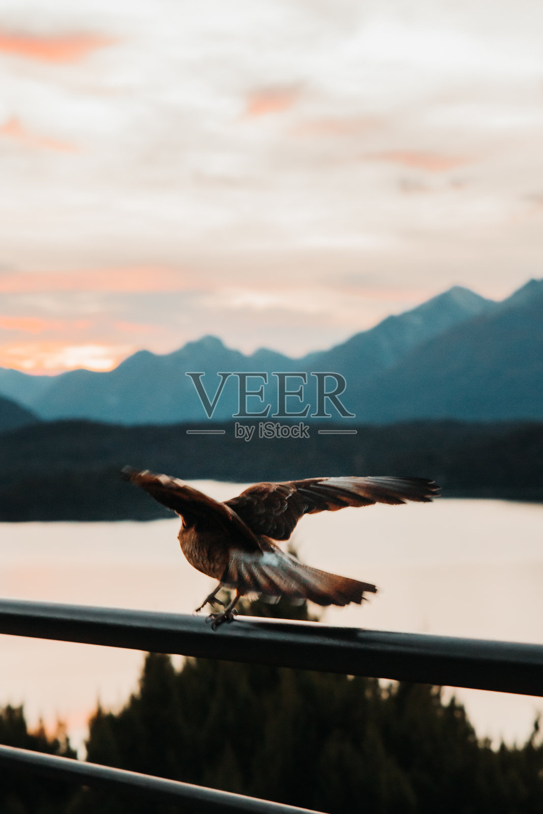 黑猩猩卡拉卡拉鸟试图栖息在栏杆上的背景景观照片摄影图片