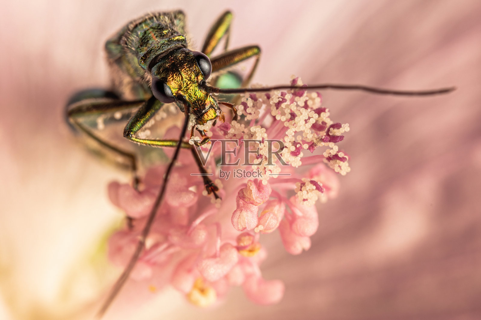 微距拍摄一只蚊子在粉红色的花上照片摄影图片