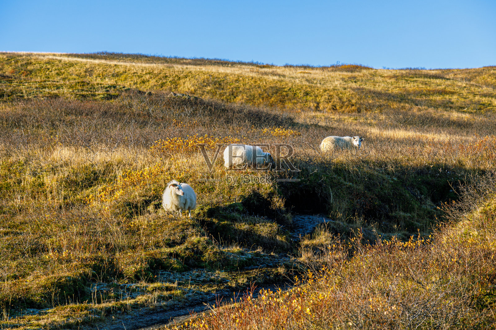 冰岛南部地区的景观照片摄影图片