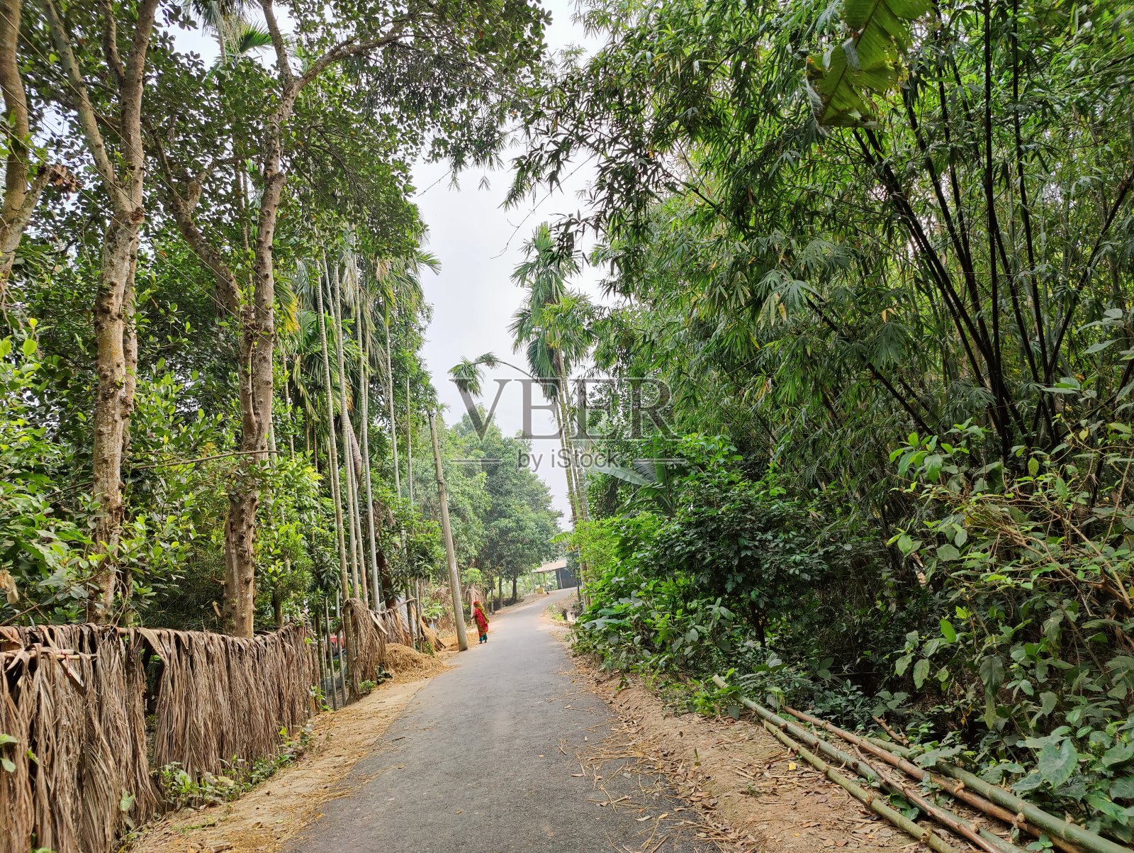 村里道路干净，两边都有树照片摄影图片