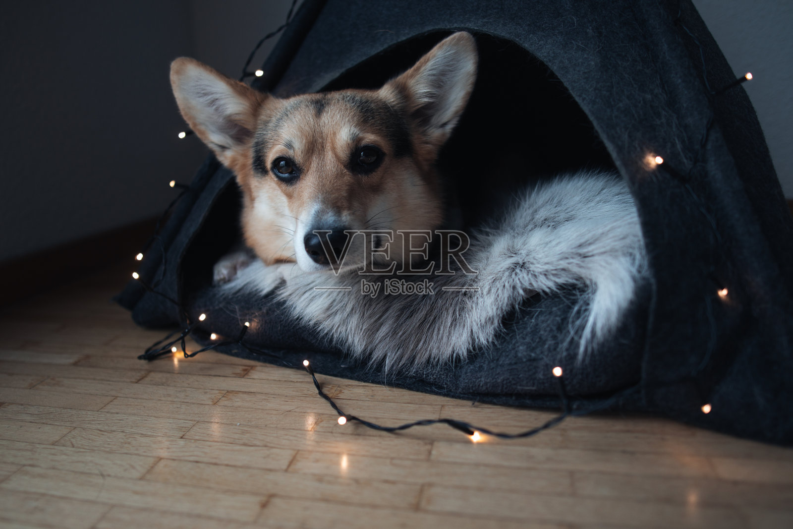 柯基在圣诞彩灯的狗帐篷里照片摄影图片